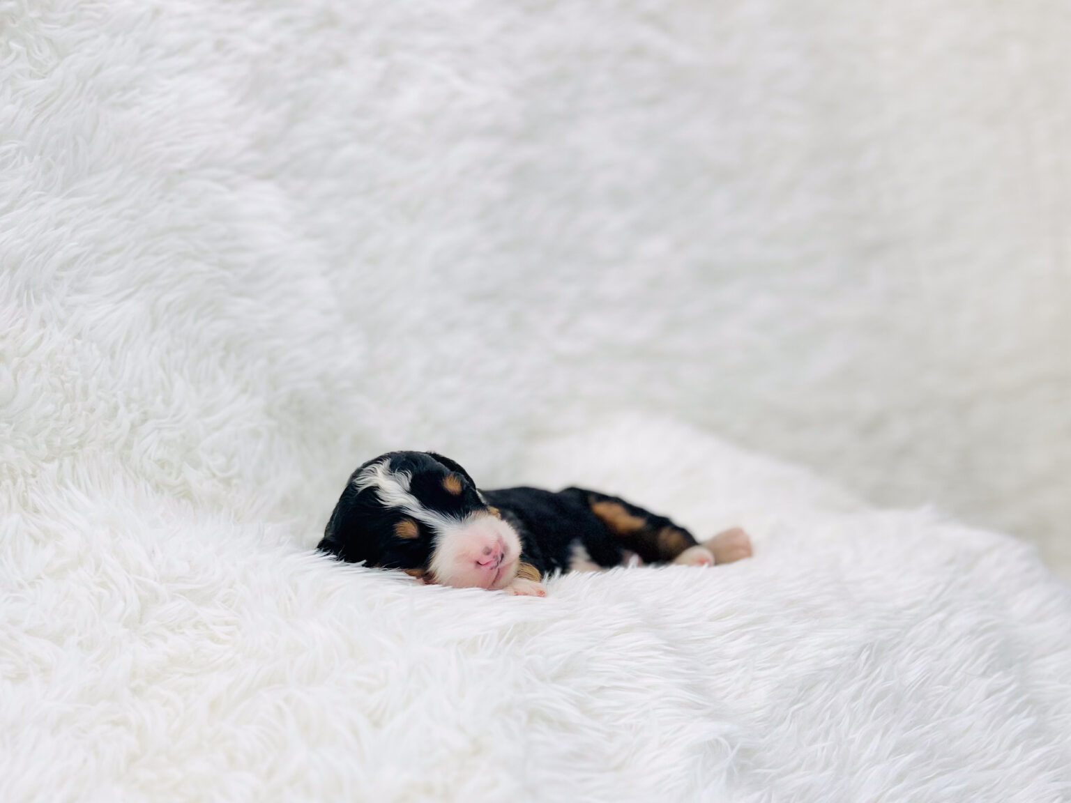 I am just a tiny baby and would love to join your family soon! Of course, you can’t see how cute and curly I will be when I get older, so the Dog Club will send updated photos when I am about 6 to 7 weeks old, if you choose to adopt me. Infant puppy deposits are refundable or transferrable.