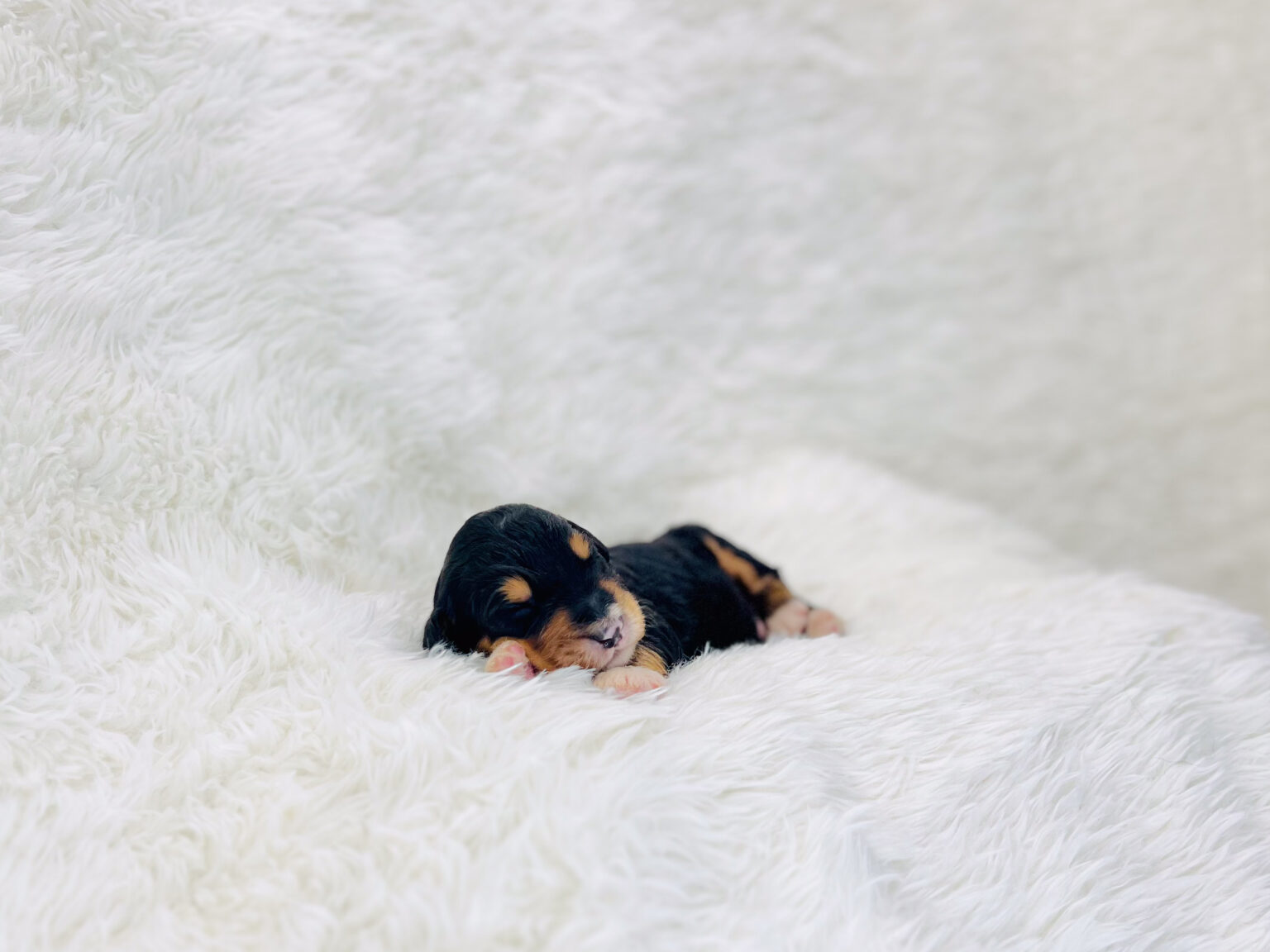 I am just a tiny baby and would love to join your family soon! Of course, you can’t see how cute and curly I will be when I get older, so the Dog Club will send updated photos when I am about 6 to 7 weeks old, if you choose to adopt me. Infant puppy deposits are refundable or transferrable.