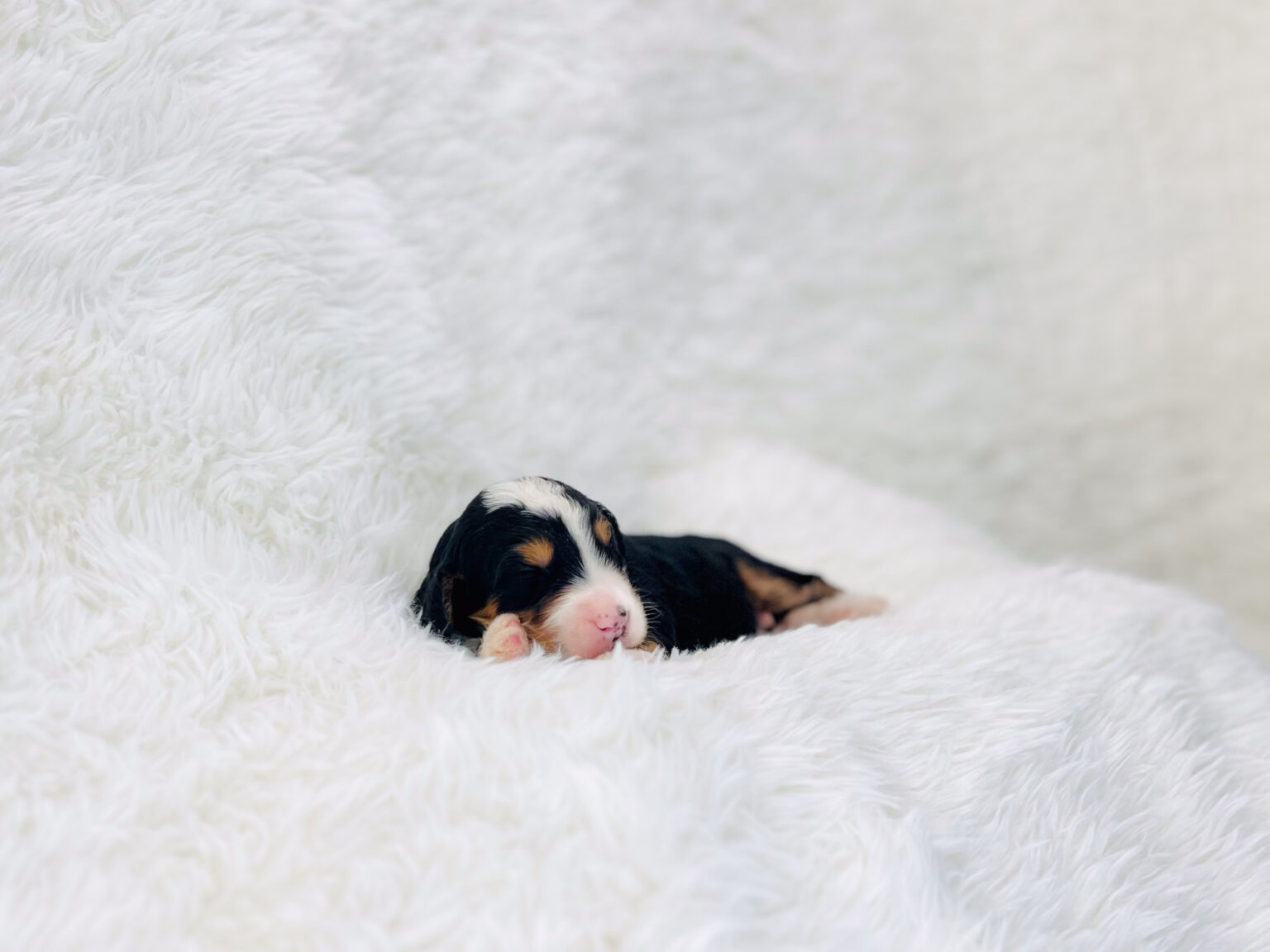 I am just a tiny baby and would love to join your family soon! Of course, you can’t see how cute and curly I will be when I get older, so the Dog Club will send updated photos when I am about 6 to 7 weeks old, if you choose to adopt me. Infant puppy deposits are refundable or transferrable.