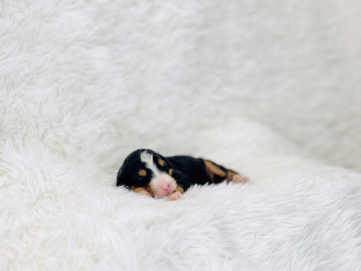 I am just a tiny baby and would love to join your family soon! Of course, you can’t see how cute and curly I will be when I get older, so the Dog Club will send updated photos when I am about 6 to 7 weeks old, if you choose to adopt me. Infant puppy deposits are refundable or transferrable.