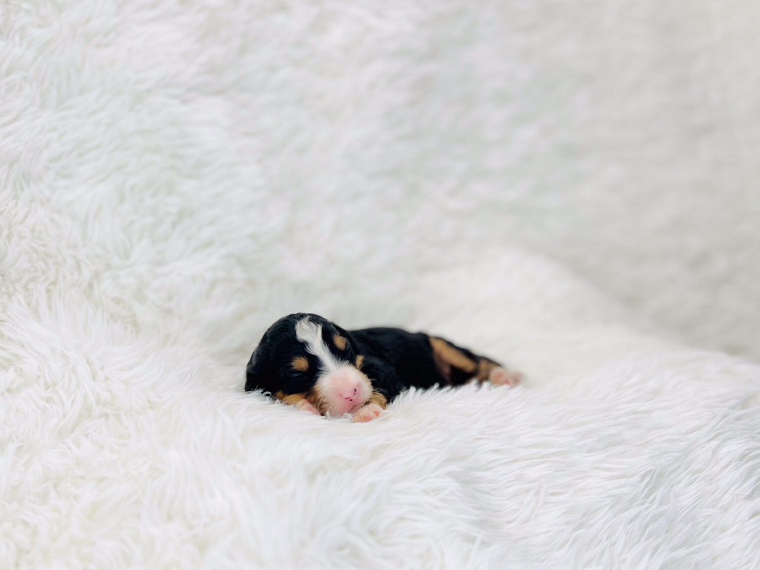 I am just a tiny baby and would love to join your family soon! Of course, you can’t see how cute and curly I will be when I get older, so the Dog Club will send updated photos when I am about 6 to 7 weeks old, if you choose to adopt me. Infant puppy deposits are refundable or transferrable.