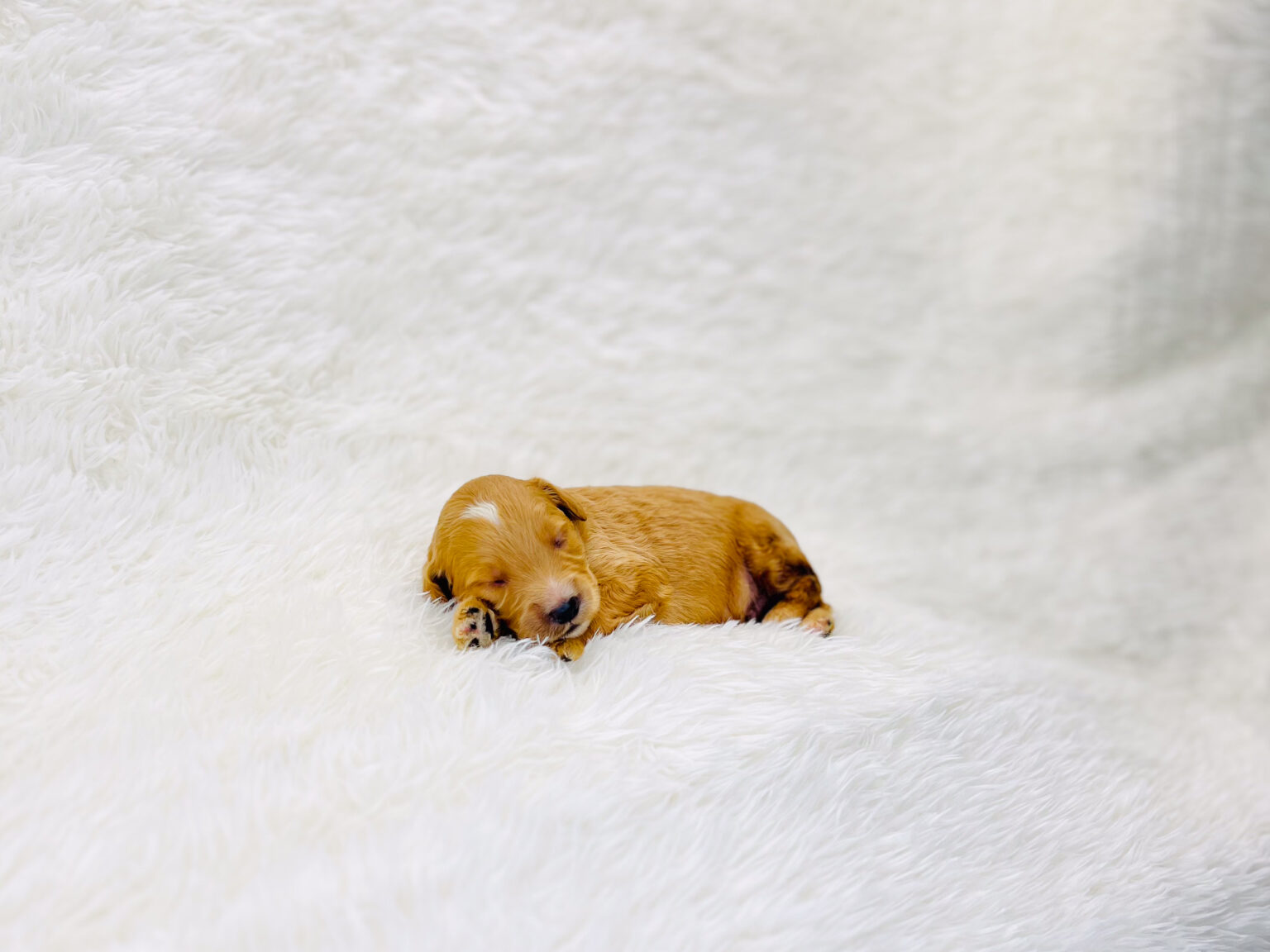 I am just a tiny baby and would love to join your family soon! Of course, you can’t see how cute and curly I will be when I get older, so the Dog Club will send updated photos when I am about 6 to 7 weeks old, if you choose to adopt me. Infant puppy deposits are refundable or transferrable.