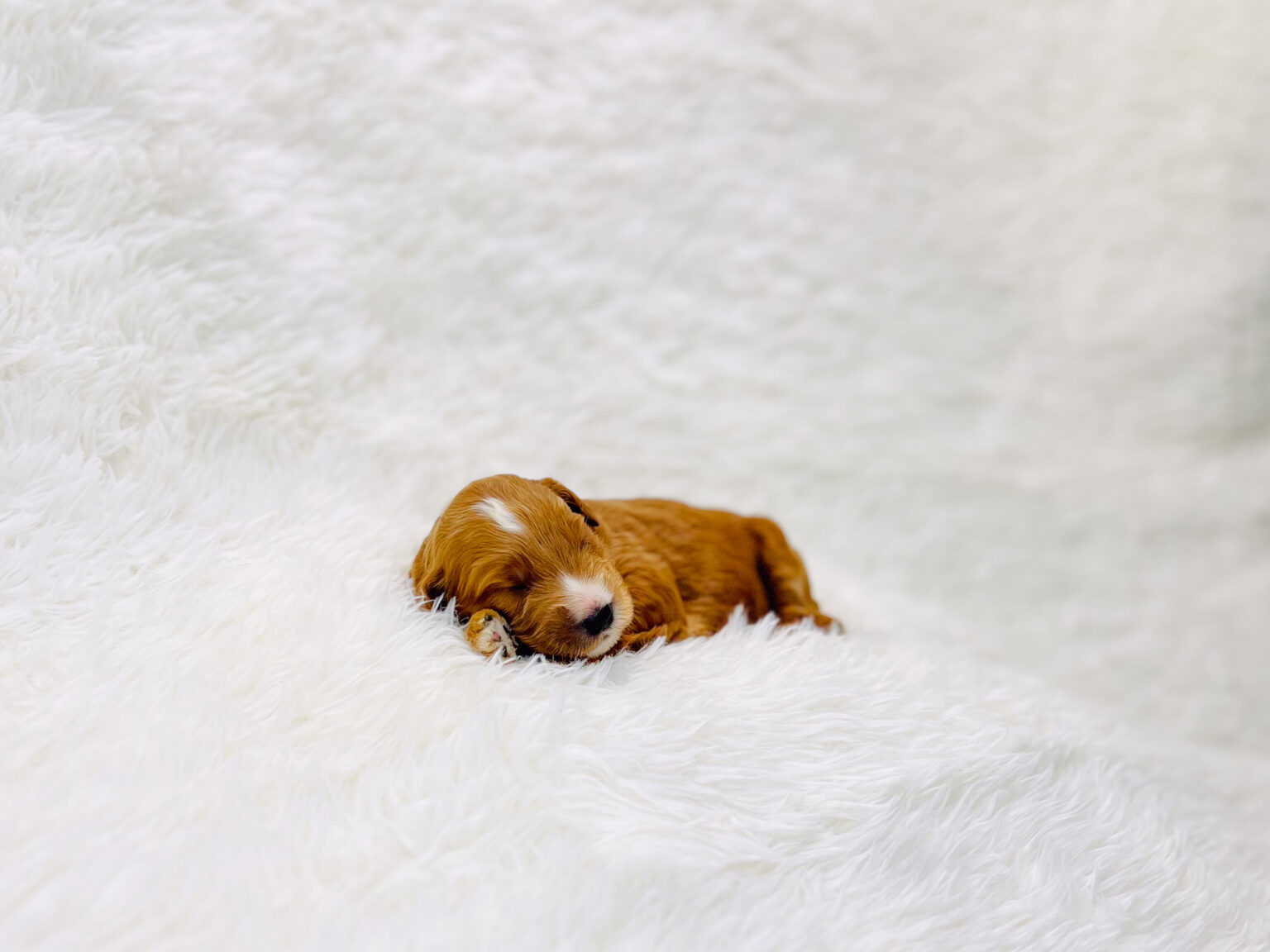 I am just a tiny baby and would love to join your family soon! Of course, you can’t see how cute and curly I will be when I get older, so the Dog Club will send updated photos when I am about 6 to 7 weeks old, if you choose to adopt me. Infant puppy deposits are refundable or transferrable.