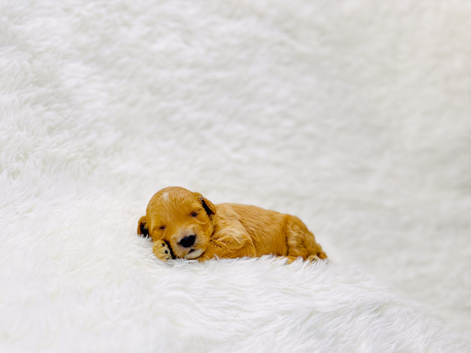 I am just a tiny baby and would love to join your family soon! Of course, you can’t see how cute and curly I will be when I get older, so the Dog Club will send updated photos when I am about 6 to 7 weeks old, if you choose to adopt me. Infant puppy deposits are refundable or transferrable.