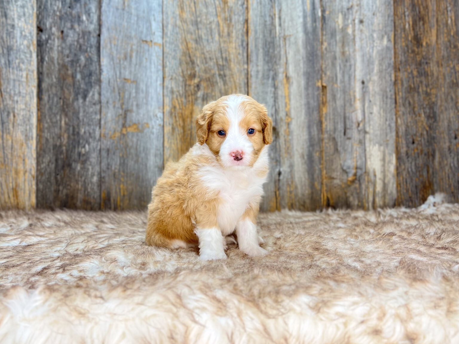 I am just a tiny baby and would love to join your family soon! Of course, you can’t see how cute and curly I will be when I get older, so the Dog Club will send updated photos when I am about 6 to 7 weeks old, if you choose to adopt me. Infant puppy deposits are refundable or transferrable.