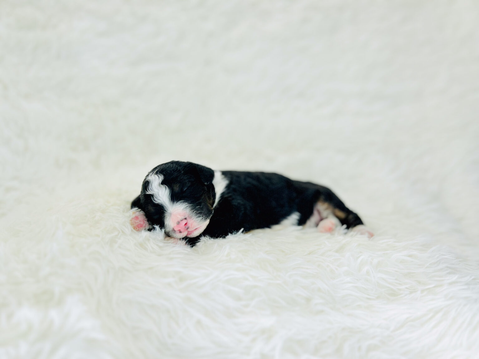 I am just a tiny baby and would love to join your family soon! Of course, you can’t see how cute and curly I will be when I get older, so the Dog Club will send updated photos when I am about 6 to 7 weeks old, if you choose to adopt me. Infant puppy deposits are refundable or transferrable.