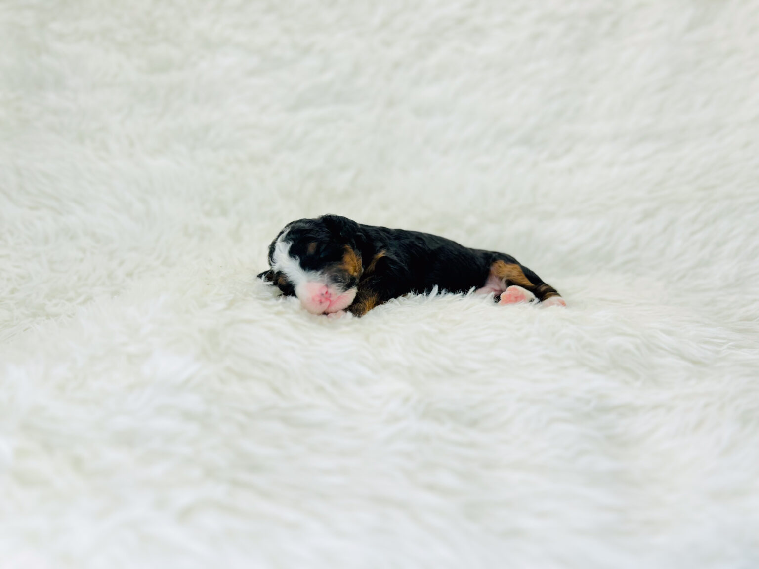 I am just a tiny baby and would love to join your family soon! Of course, you can’t see how cute and curly I will be when I get older, so the Dog Club will send updated photos when I am about 6 to 7 weeks old, if you choose to adopt me. Infant puppy deposits are refundable or transferrable.