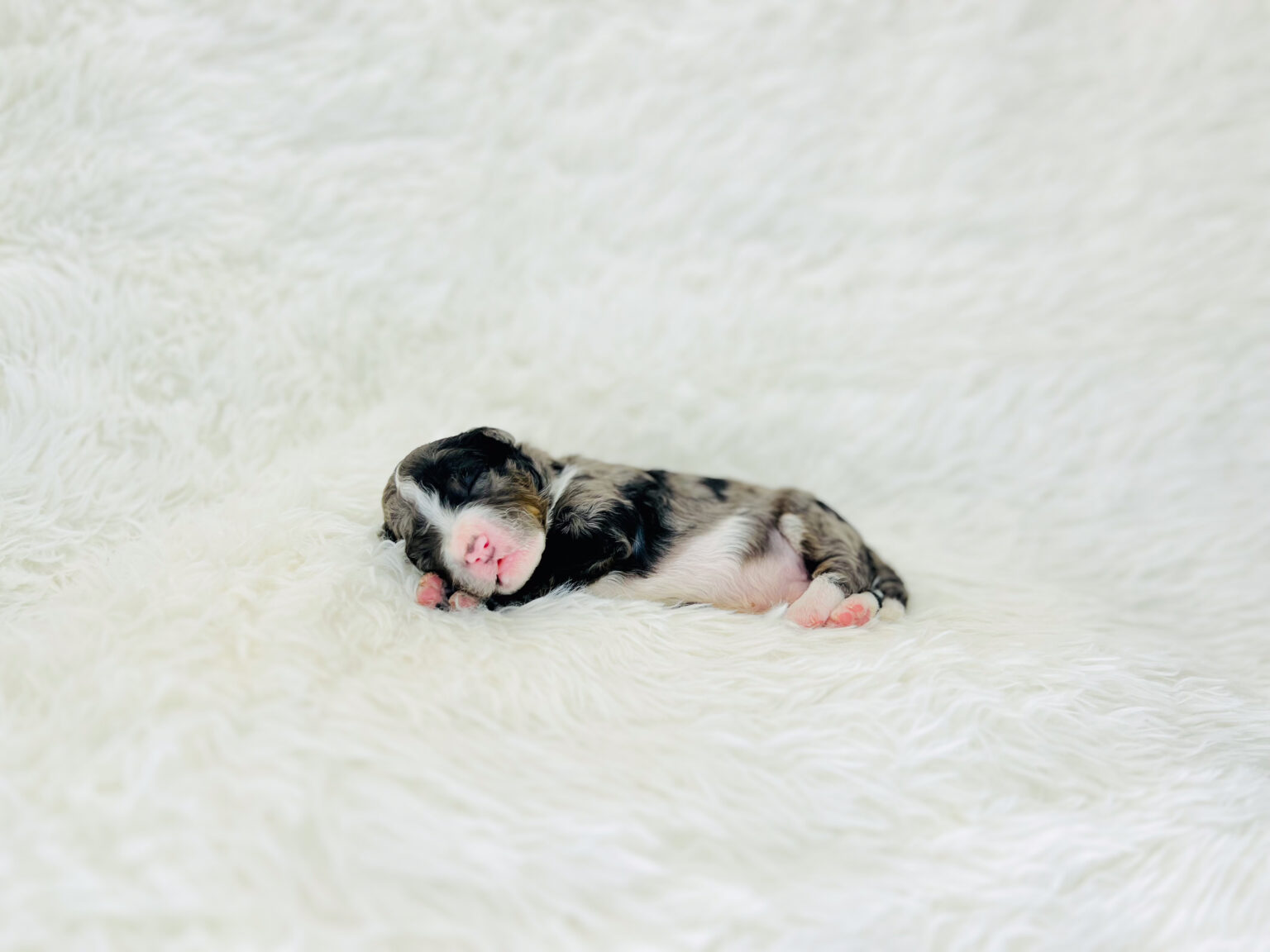 I am just a tiny baby and would love to join your family soon! Of course, you can’t see how cute and curly I will be when I get older, so the Dog Club will send updated photos when I am about 6 to 7 weeks old, if you choose to adopt me. Infant puppy deposits are refundable or transferrable.