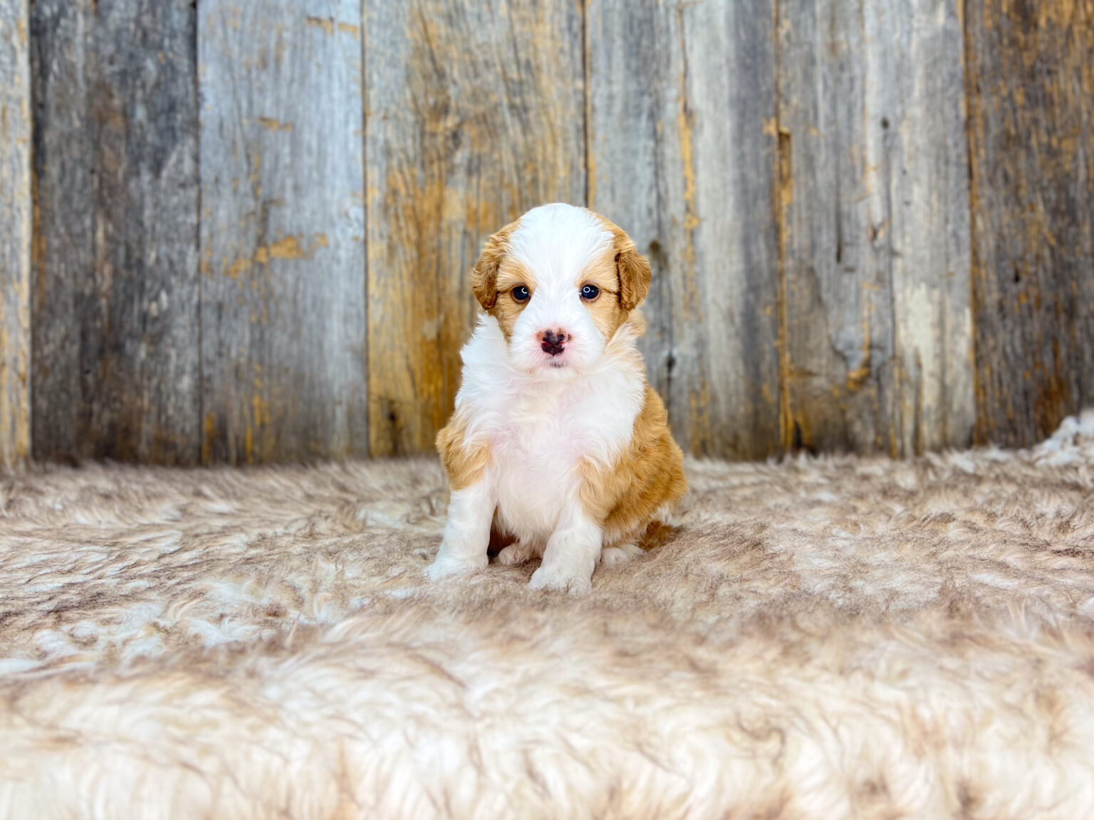 I am just a tiny baby and would love to join your family soon! Of course, you can’t see how cute and curly I will be when I get older, so the Dog Club will send updated photos when I am about 6 to 7 weeks old, if you choose to adopt me. Infant puppy deposits are refundable or transferrable.