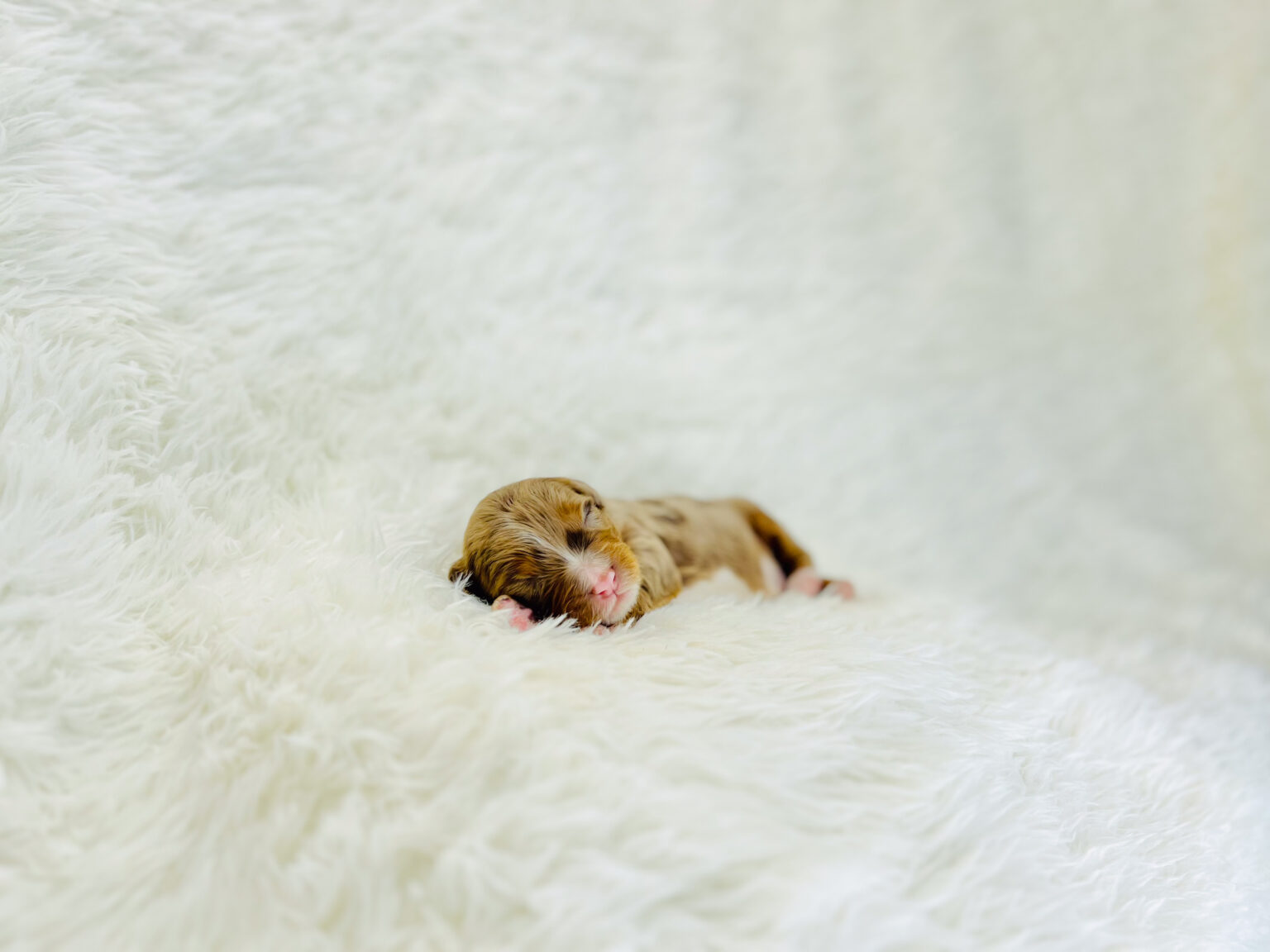 I am just a tiny baby and would love to join your family soon! Of course, you can’t see how cute and curly I will be when I get older, so the Dog Club will send updated photos when I am about 6 to 7 weeks old, if you choose to adopt me. Infant puppy deposits are refundable or transferrable.