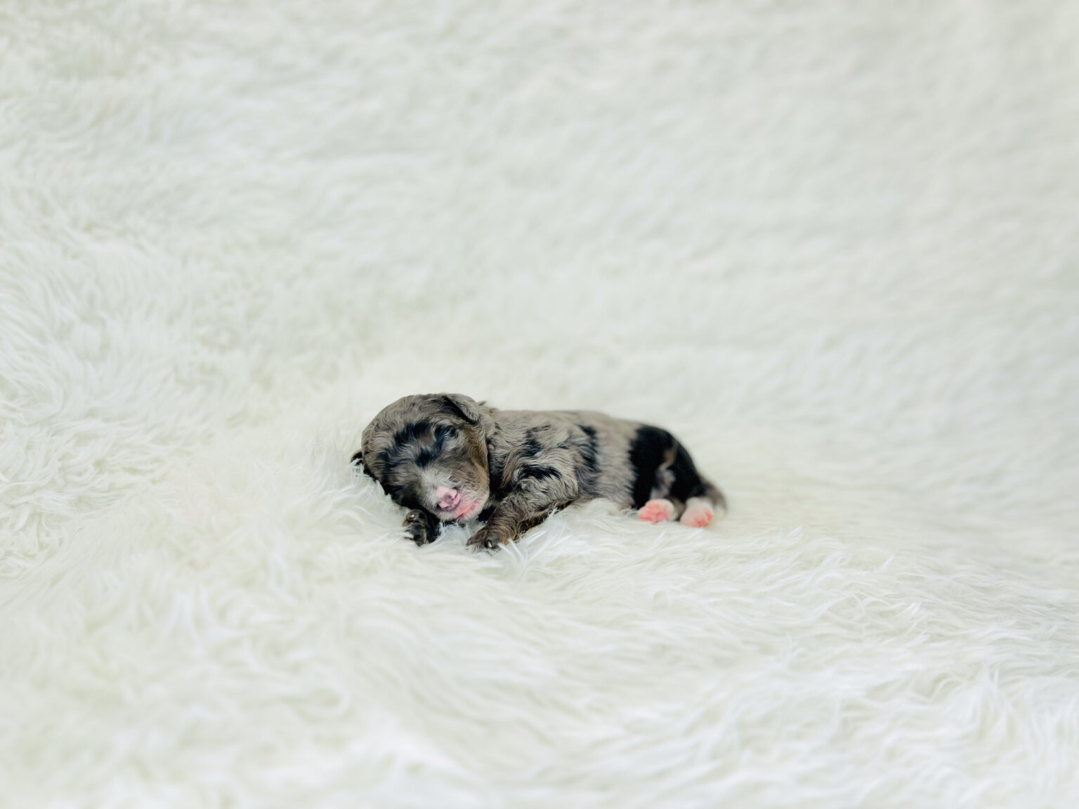 I am just a tiny baby and would love to join your family soon! Of course, you can’t see how cute and curly I will be when I get older, so the Dog Club will send updated photos when I am about 6 to 7 weeks old, if you choose to adopt me. Infant puppy deposits are refundable or transferrable.