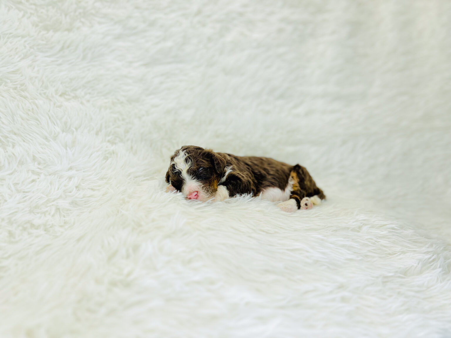 I am just a tiny baby and would love to join your family soon! Of course, you can’t see how cute and curly I will be when I get older, so the Dog Club will send updated photos when I am about 6 to 7 weeks old, if you choose to adopt me. Infant puppy deposits are refundable or transferrable.