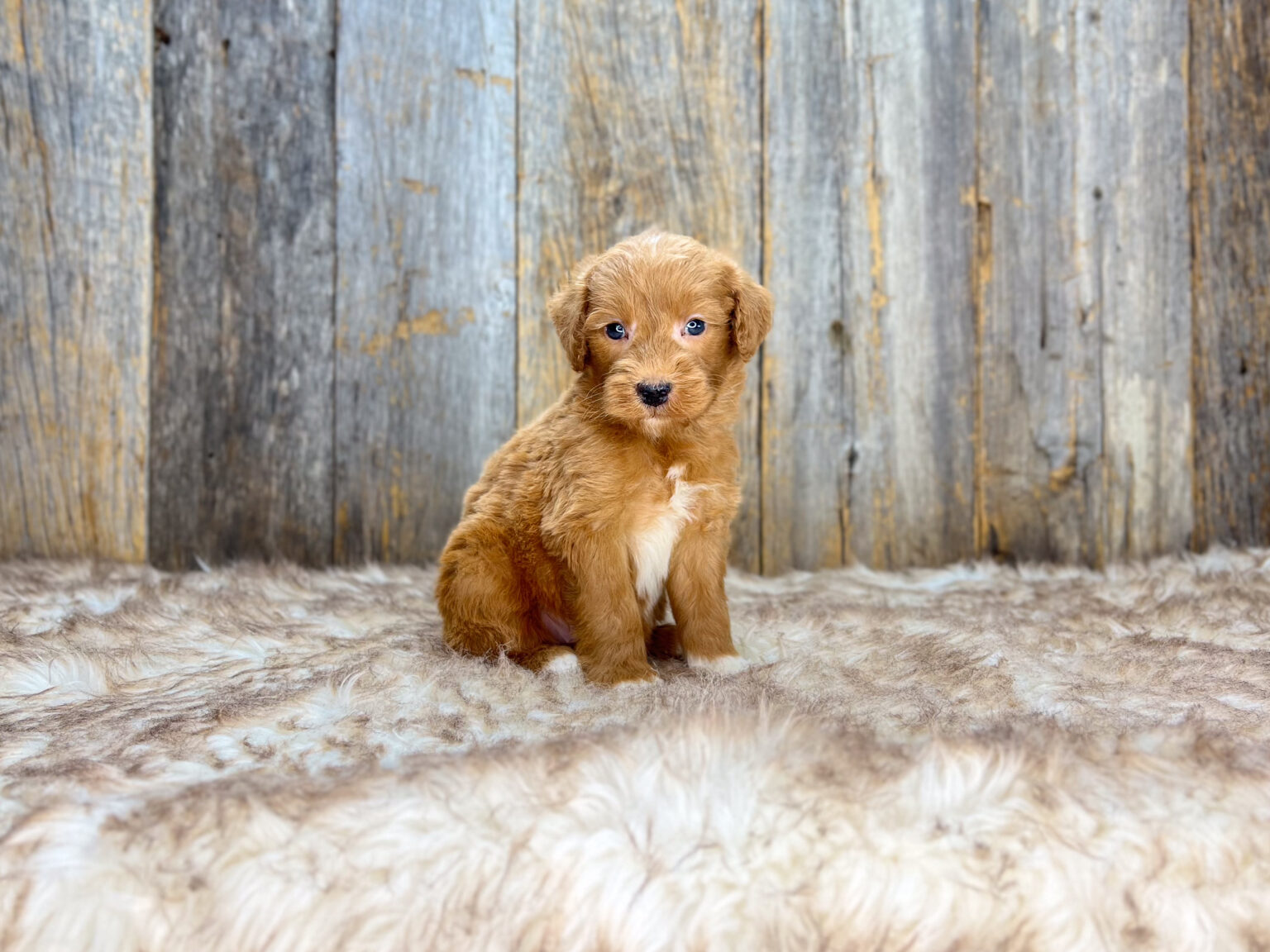 I am just a tiny baby and would love to join your family soon! Of course, you can’t see how cute and curly I will be when I get older, so the Dog Club will send updated photos when I am about 6 to 7 weeks old, if you choose to adopt me. Infant puppy deposits are refundable or transferrable.