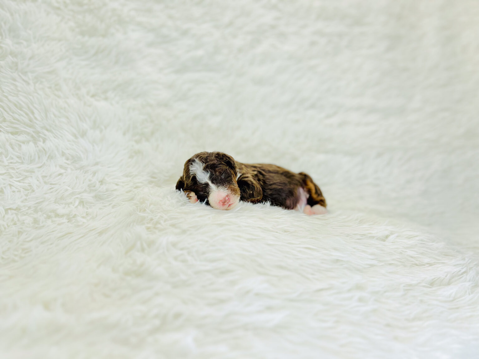 I am just a tiny baby and would love to join your family soon! Of course, you can’t see how cute and curly I will be when I get older, so the Dog Club will send updated photos when I am about 6 to 7 weeks old, if you choose to adopt me. Infant puppy deposits are refundable or transferrable.