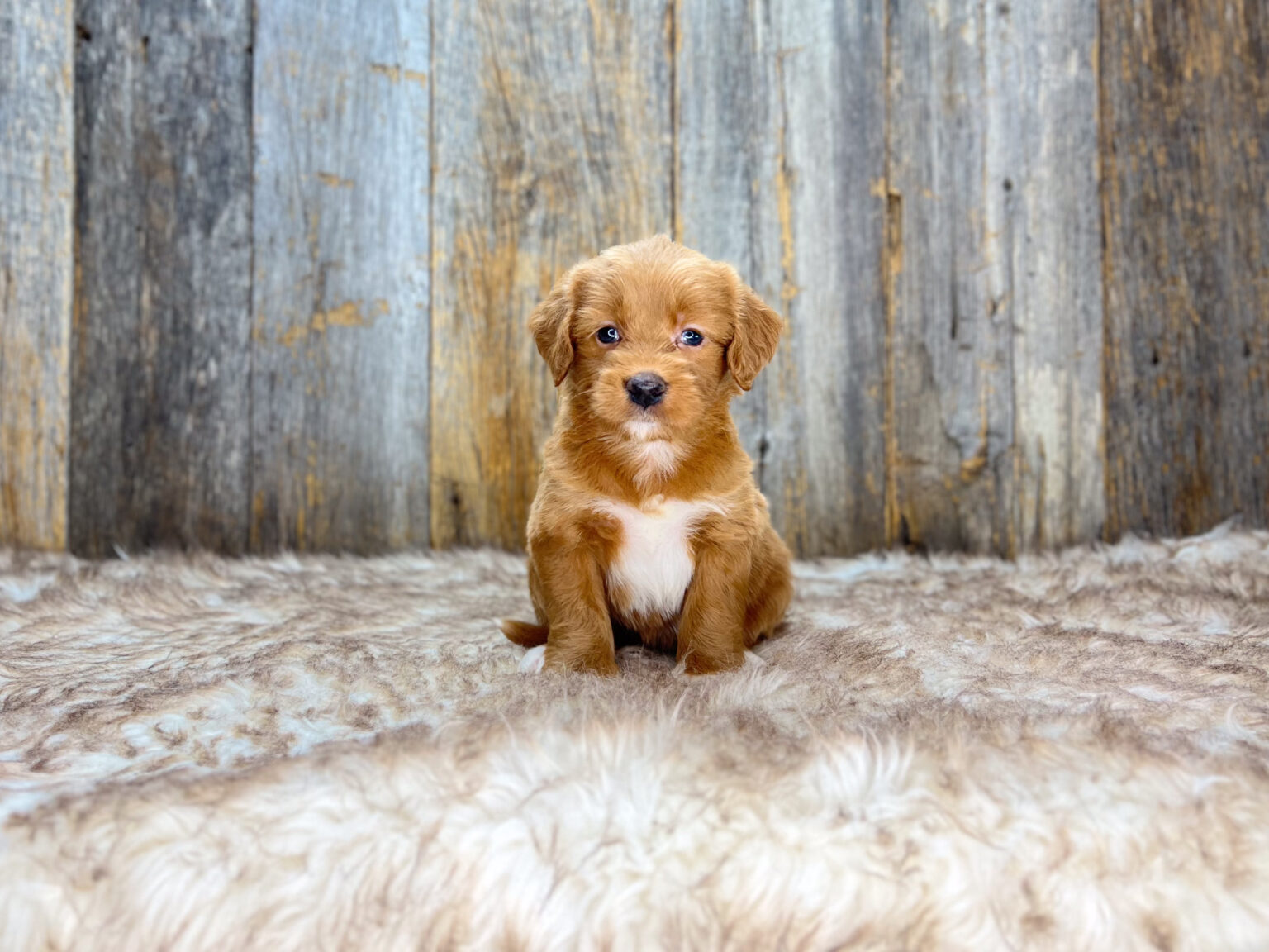I am just a tiny baby and would love to join your family soon! Of course, you can’t see how cute and curly I will be when I get older, so the Dog Club will send updated photos when I am about 6 to 7 weeks old, if you choose to adopt me. Infant puppy deposits are refundable or transferrable.