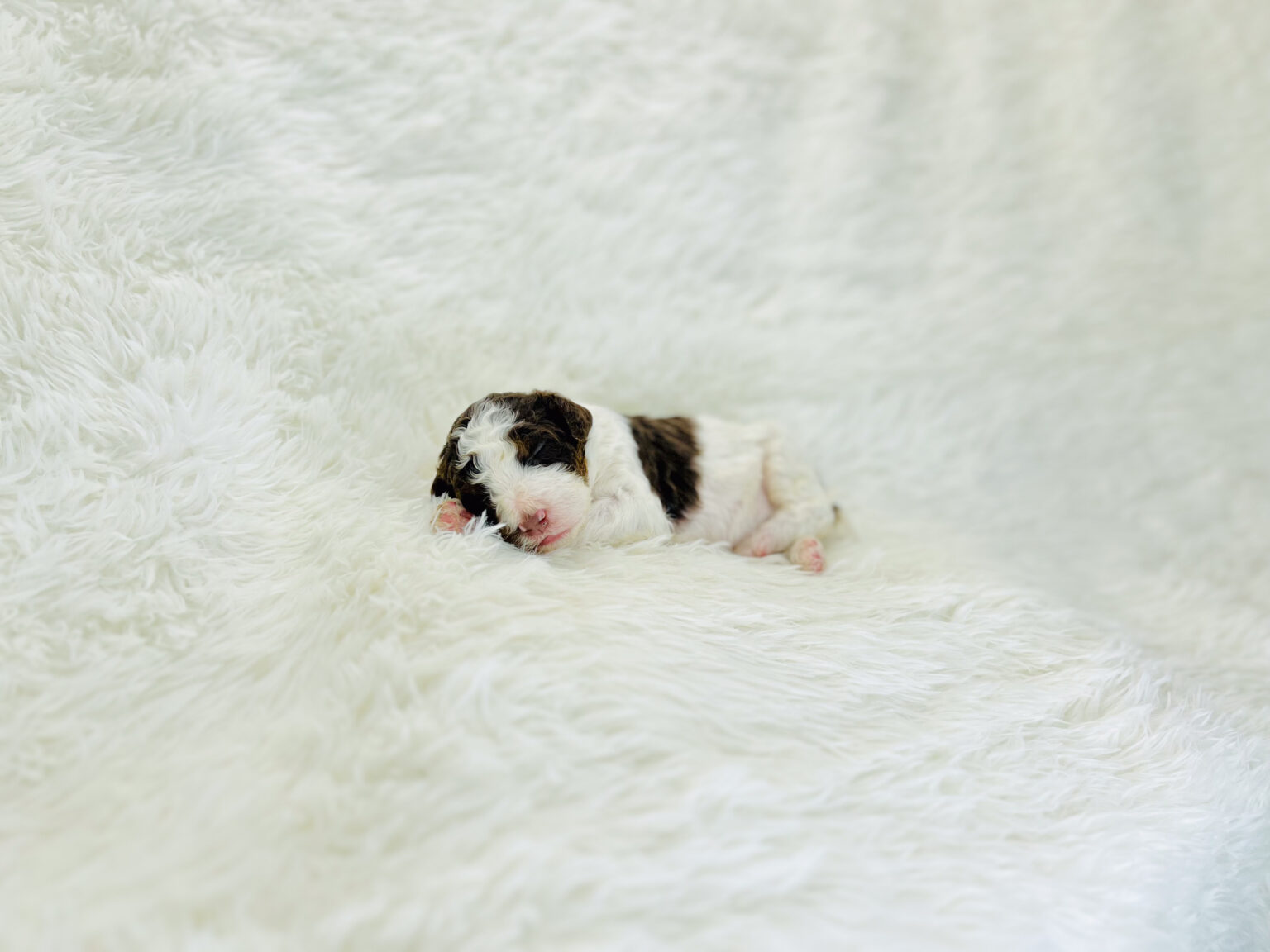 I am just a tiny baby and would love to join your family soon! Of course, you can’t see how cute and curly I will be when I get older, so the Dog Club will send updated photos when I am about 6 to 7 weeks old, if you choose to adopt me. Infant puppy deposits are refundable or transferrable.
