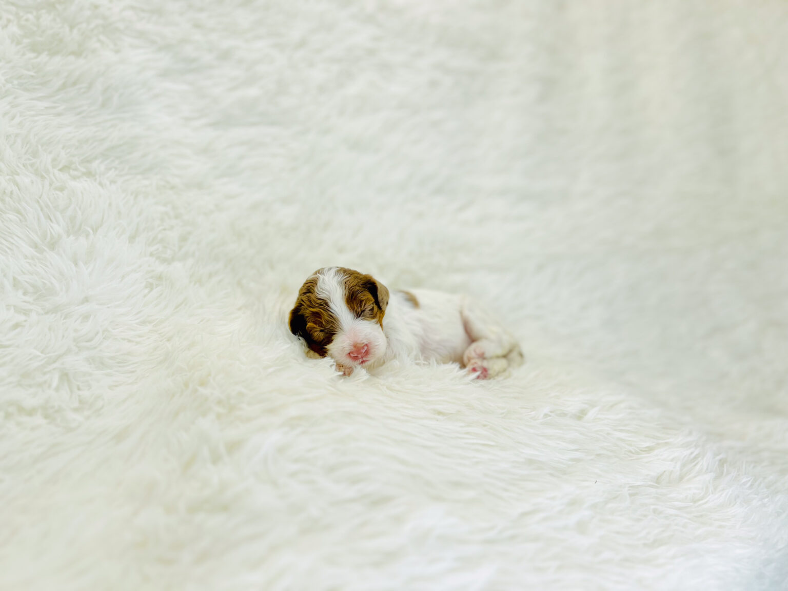 I am just a tiny baby and would love to join your family soon! Of course, you can’t see how cute and curly I will be when I get older, so the Dog Club will send updated photos when I am about 6 to 7 weeks old, if you choose to adopt me. Infant puppy deposits are refundable or transferrable.