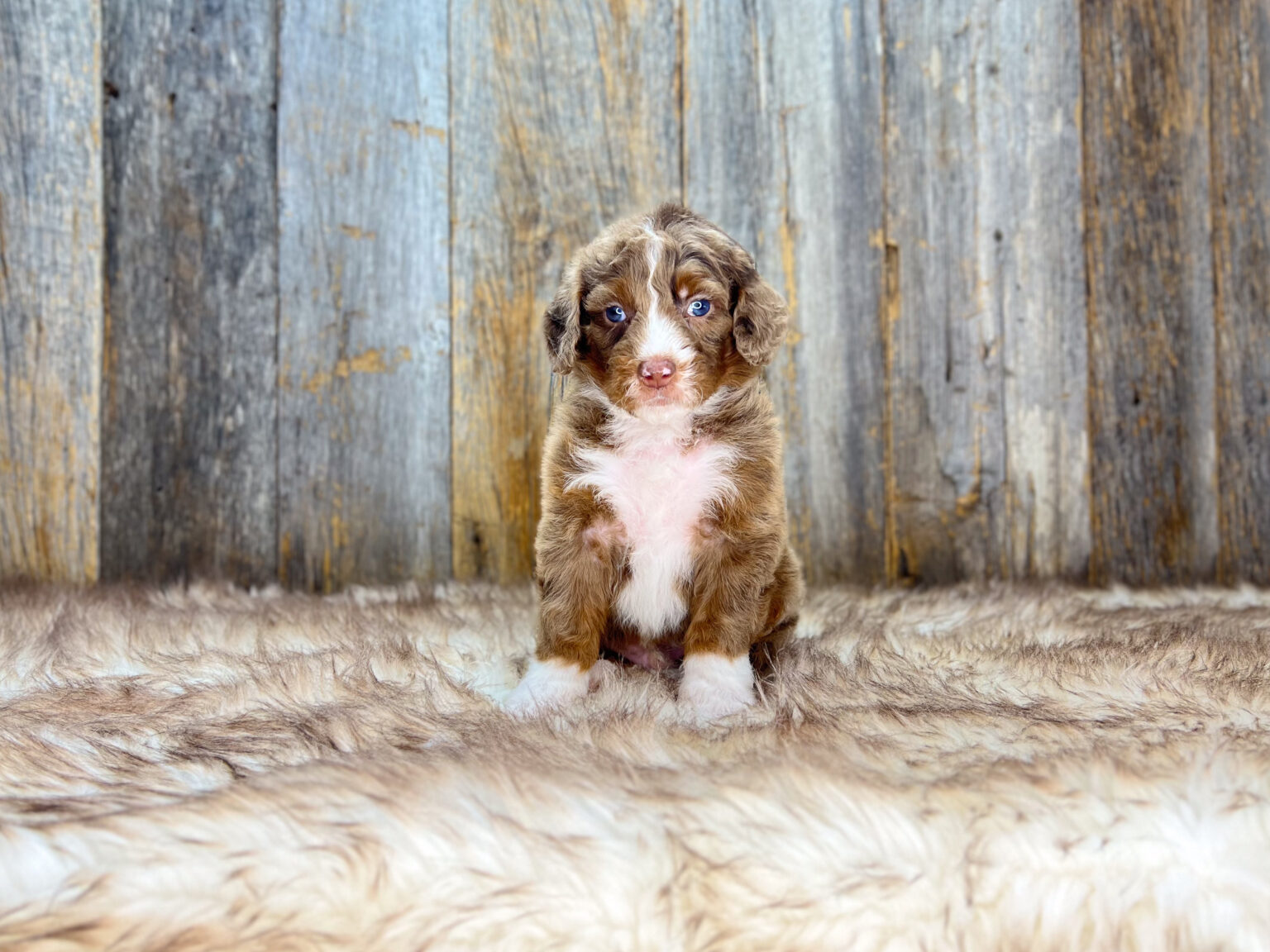 I am just a tiny baby and would love to join your family soon! Of course, you can’t see how cute and curly I will be when I get older, so the Dog Club will send updated photos when I am about 6 to 7 weeks old, if you choose to adopt me. Infant puppy deposits are refundable or transferrable.