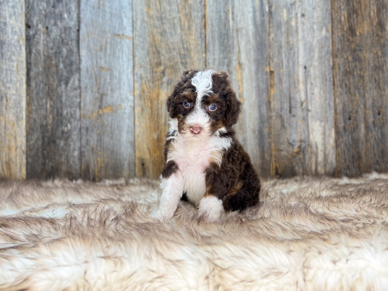 I am just a tiny baby and would love to join your family soon! Of course, you can’t see how cute and curly I will be when I get older, so the Dog Club will send updated photos when I am about 6 to 7 weeks old, if you choose to adopt me. Infant puppy deposits are refundable or transferrable.
