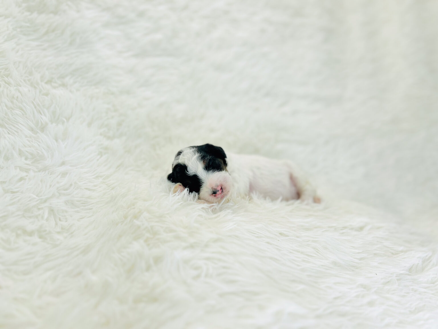I am just a tiny baby and would love to join your family soon! Of course, you can’t see how cute and curly I will be when I get older, so the Dog Club will send updated photos when I am about 6 to 7 weeks old, if you choose to adopt me. Infant puppy deposits are refundable or transferrable.