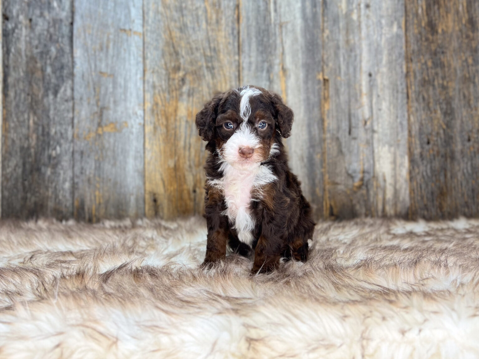I am just a tiny baby and would love to join your family soon! Of course, you can’t see how cute and curly I will be when I get older, so the Dog Club will send updated photos when I am about 6 to 7 weeks old, if you choose to adopt me. Infant puppy deposits are refundable or transferrable.