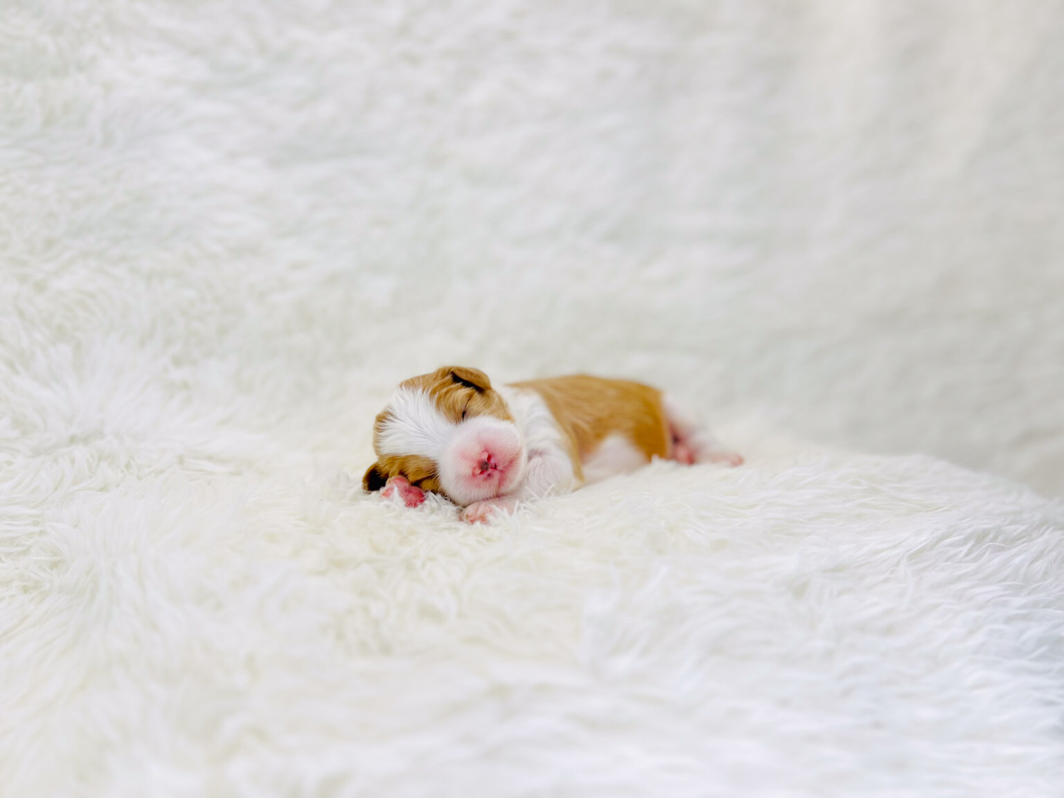 I am just a tiny baby and would love to join your family soon! Of course, you can’t see how cute and curly I will be when I get older, so the Dog Club will send updated photos when I am about 6 to 7 weeks old, if you choose to adopt me. Infant puppy deposits are refundable or transferrable.