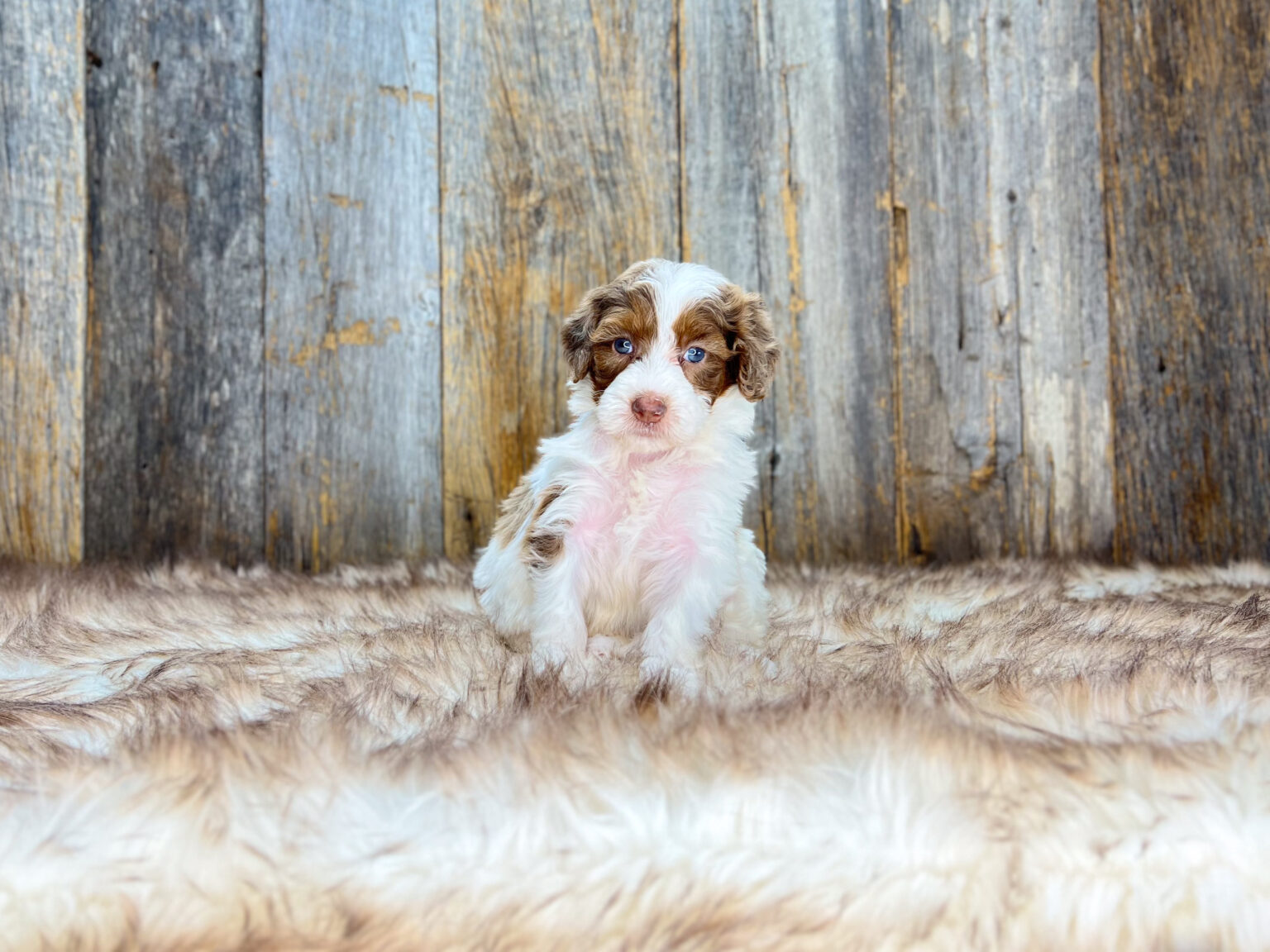 I am just a tiny baby and would love to join your family soon! Of course, you can’t see how cute and curly I will be when I get older, so the Dog Club will send updated photos when I am about 6 to 7 weeks old, if you choose to adopt me. Infant puppy deposits are refundable or transferrable.