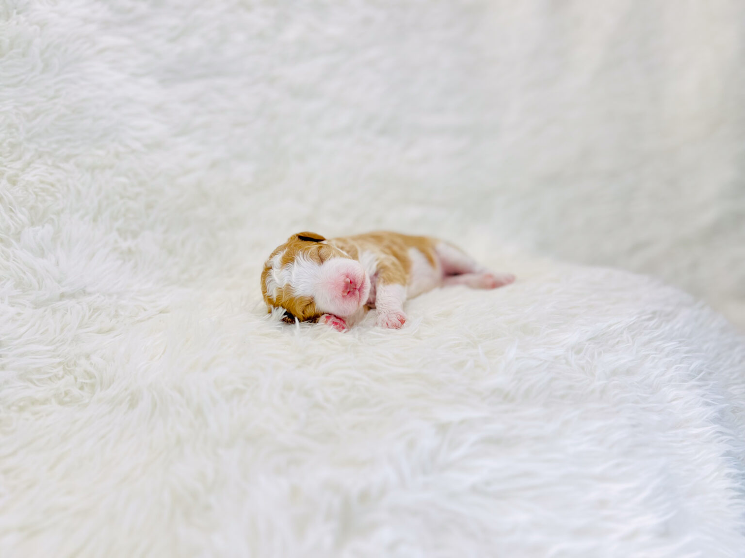 I am just a tiny baby and would love to join your family soon! Of course, you can’t see how cute and curly I will be when I get older, so the Dog Club will send updated photos when I am about 6 to 7 weeks old, if you choose to adopt me. Infant puppy deposits are refundable or transferrable.