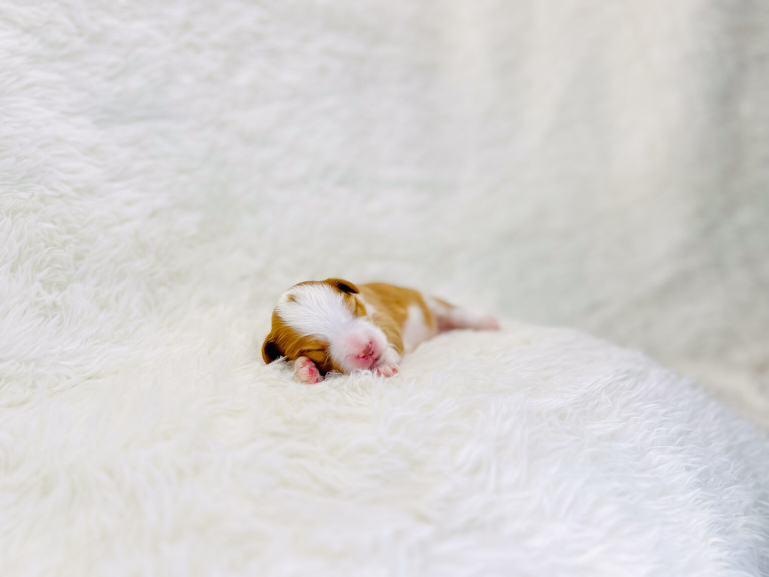 I am just a tiny baby and would love to join your family soon! Of course, you can’t see how cute and curly I will be when I get older, so the Dog Club will send updated photos when I am about 6 to 7 weeks old, if you choose to adopt me. Infant puppy deposits are refundable or transferrable.