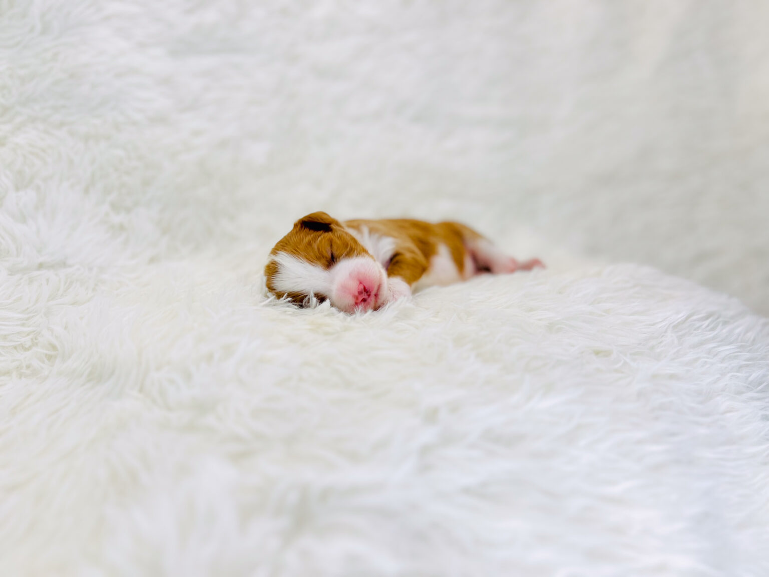 I am just a tiny baby and would love to join your family soon! Of course, you can’t see how cute and curly I will be when I get older, so the Dog Club will send updated photos when I am about 6 to 7 weeks old, if you choose to adopt me. Infant puppy deposits are refundable or transferrable.