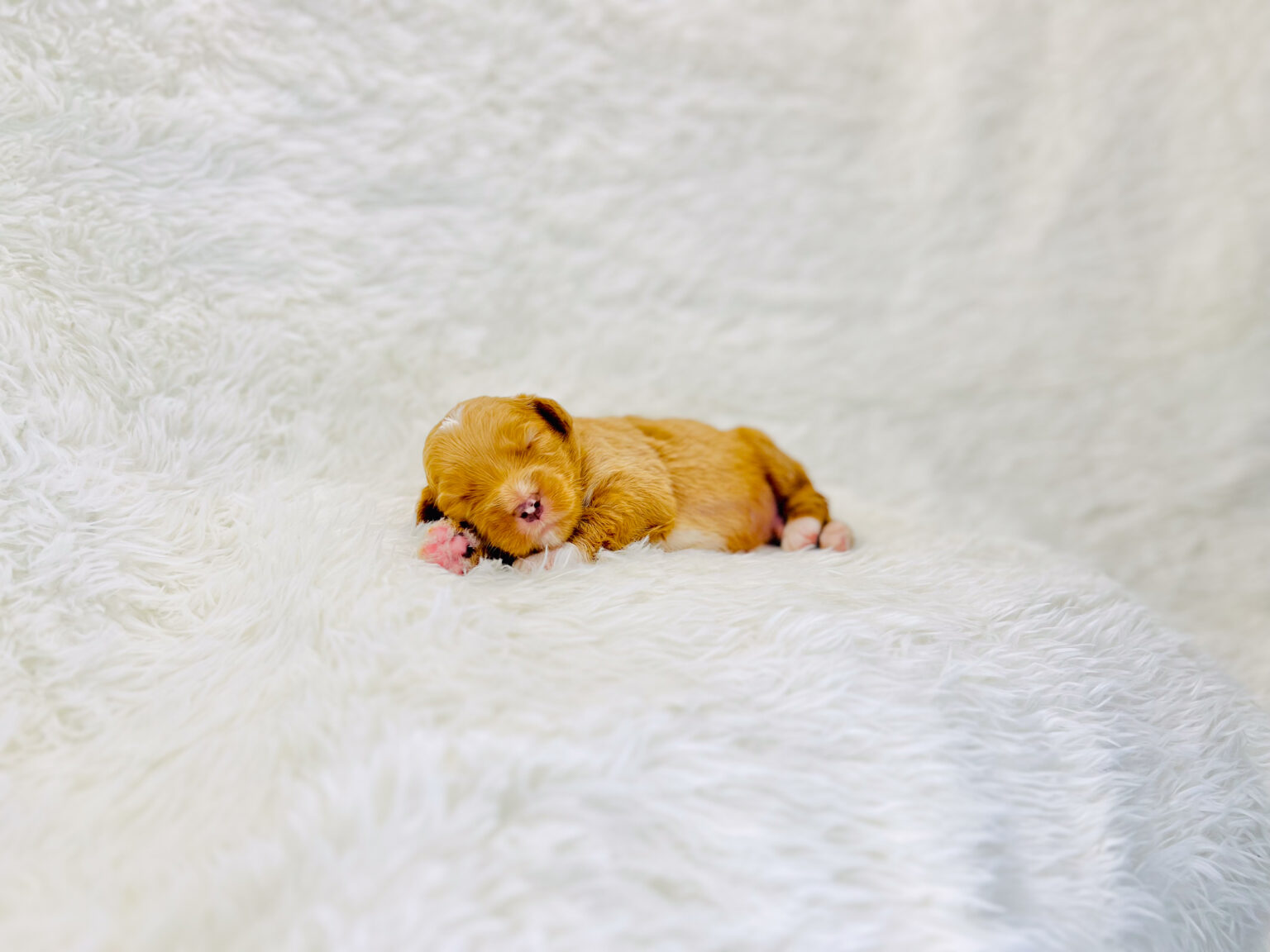 I am just a tiny baby and would love to join your family soon! Of course, you can’t see how cute and curly I will be when I get older, so the Dog Club will send updated photos when I am about 6 to 7 weeks old, if you choose to adopt me. Infant puppy deposits are refundable or transferrable.