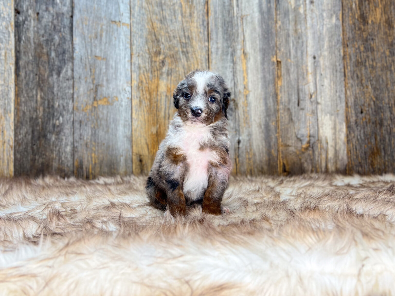 I am just a tiny baby and would love to join your family soon! Of course, you can’t see how cute and curly I will be when I get older, so the Dog Club will send updated photos when I am about 6 to 7 weeks old, if you choose to adopt me. Infant puppy deposits are refundable or transferrable.