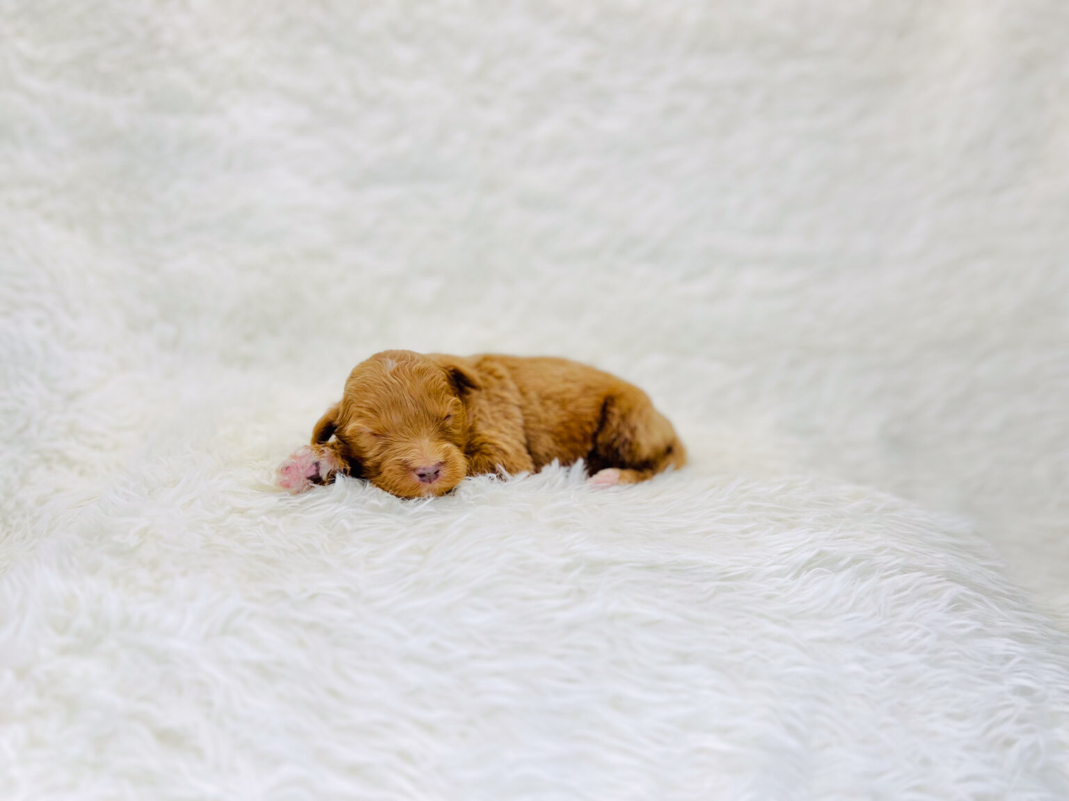 I am just a tiny baby and would love to join your family soon! Of course, you can’t see how cute and curly I will be when I get older, so the Dog Club will send updated photos when I am about 6 to 7 weeks old, if you choose to adopt me. Infant puppy deposits are refundable or transferrable.