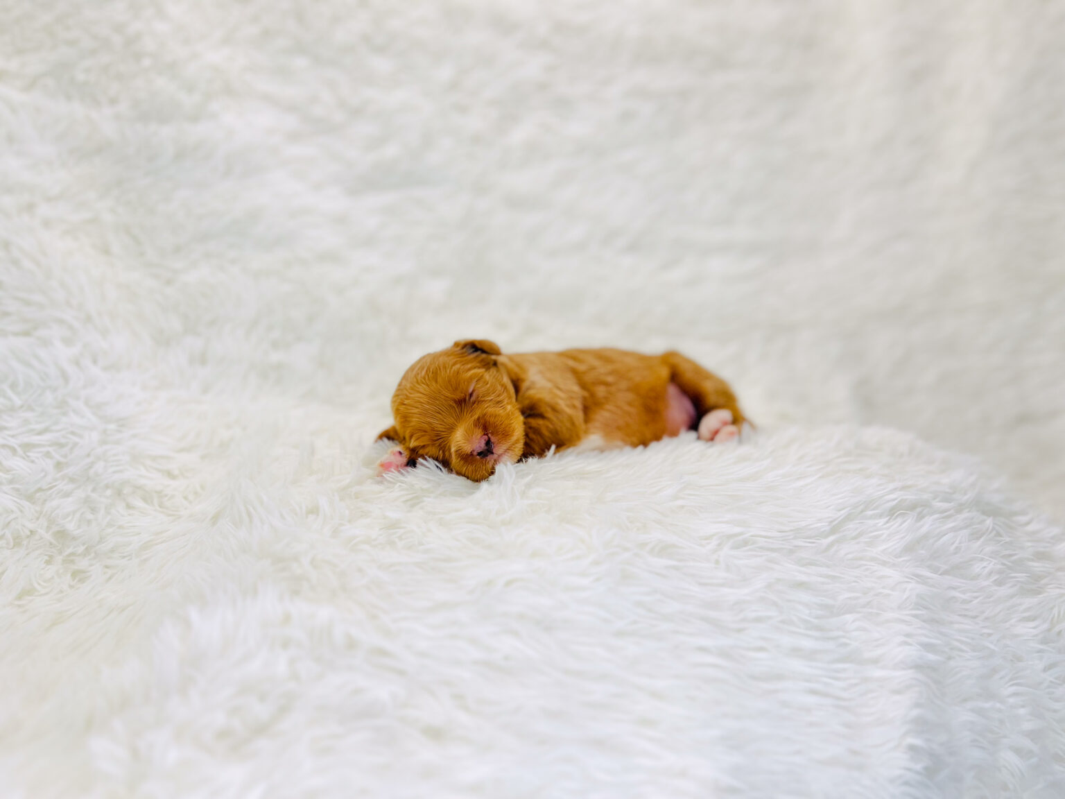 I am just a tiny baby and would love to join your family soon! Of course, you can’t see how cute and curly I will be when I get older, so the Dog Club will send updated photos when I am about 6 to 7 weeks old, if you choose to adopt me. Infant puppy deposits are refundable or transferrable.