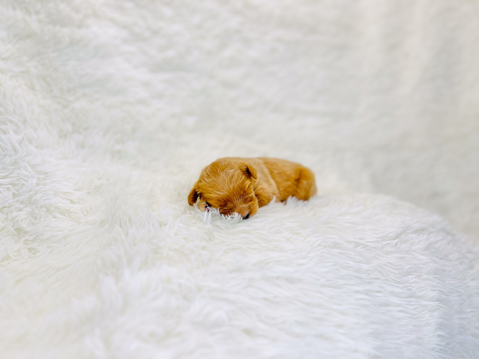 I am just a tiny baby and would love to join your family soon! Of course, you can’t see how cute and curly I will be when I get older, so the Dog Club will send updated photos when I am about 6 to 7 weeks old, if you choose to adopt me. Infant puppy deposits are refundable or transferrable.