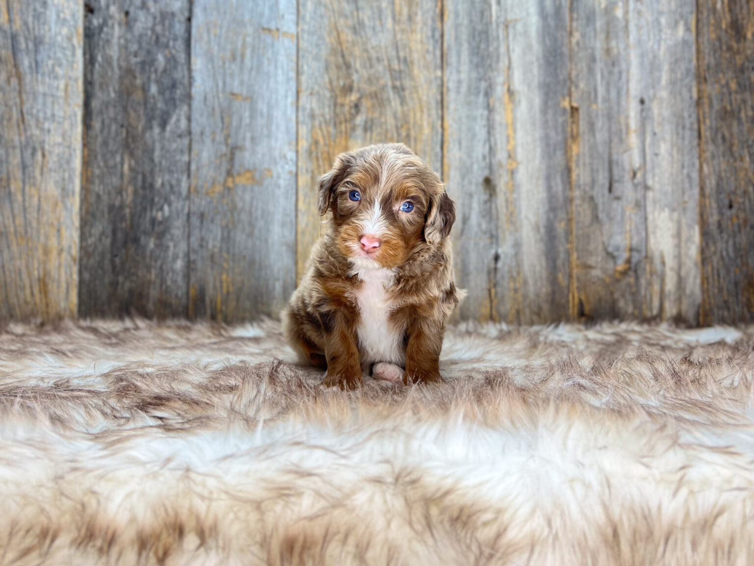 I am just a tiny baby and would love to join your family soon! Of course, you can’t see how cute and curly I will be when I get older, so the Dog Club will send updated photos when I am about 6 to 7 weeks old, if you choose to adopt me. Infant puppy deposits are refundable or transferrable.