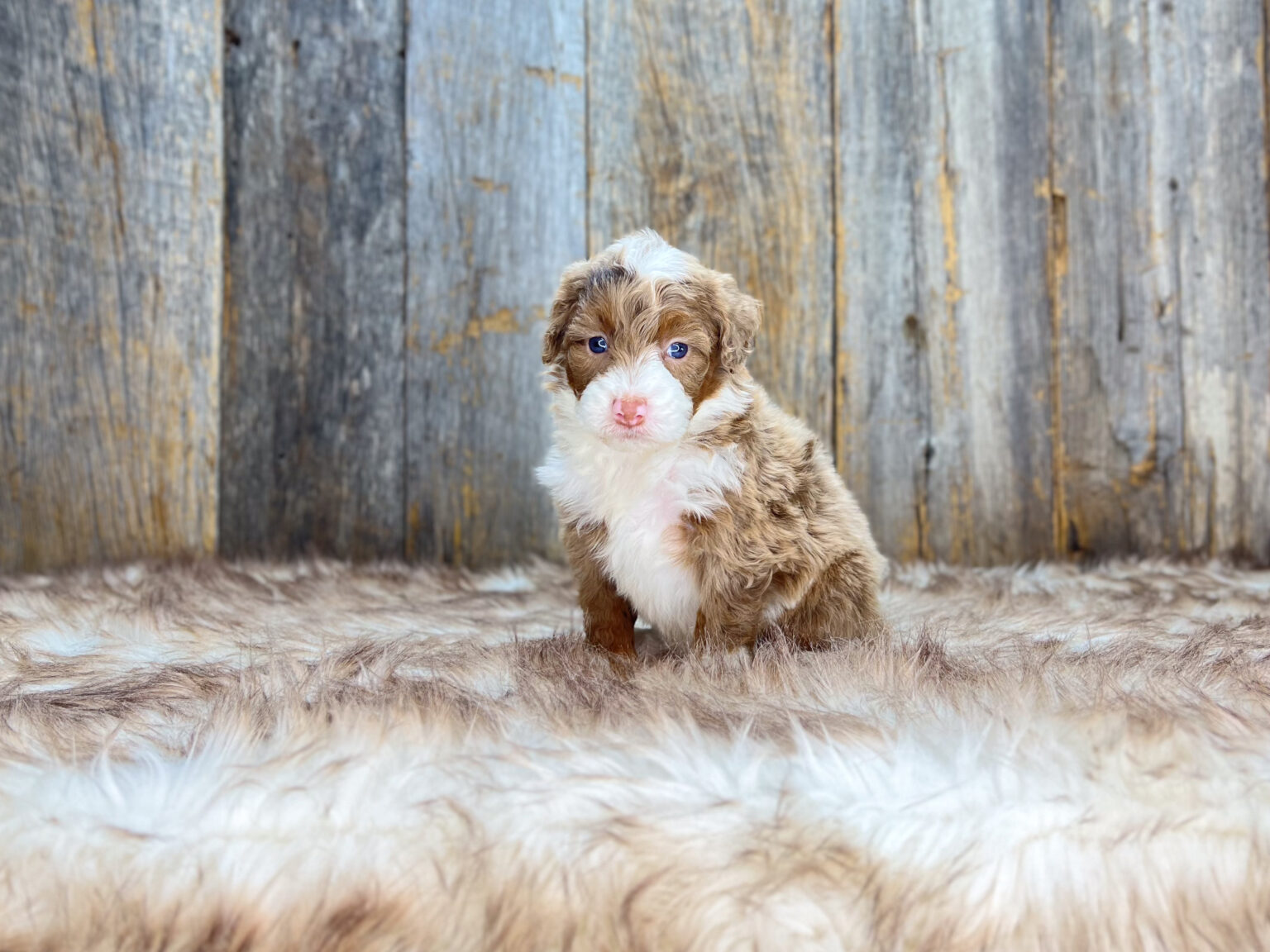 I am just a tiny baby and would love to join your family soon! Of course, you can’t see how cute and curly I will be when I get older, so the Dog Club will send updated photos when I am about 6 to 7 weeks old, if you choose to adopt me. Infant puppy deposits are refundable or transferrable.