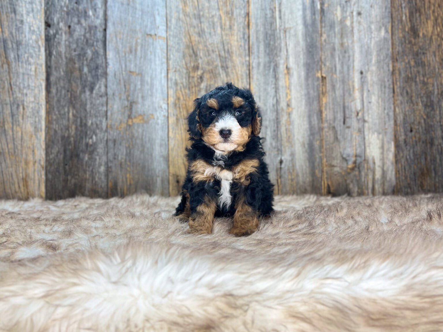 I am just a tiny baby and would love to join your family soon! Of course, you can’t see how cute and curly I will be when I get older, so the Dog Club will send updated photos when I am about 6 to 7 weeks old, if you choose to adopt me. Infant puppy deposits are refundable or transferrable.