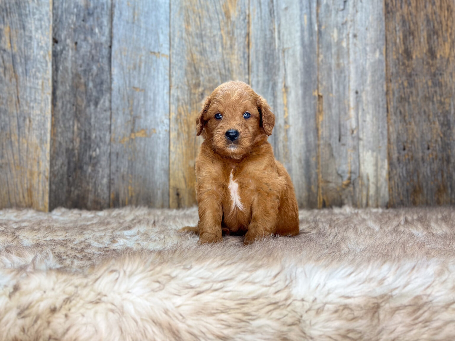 I am just a tiny baby and would love to join your family soon! Of course, you can’t see how cute and curly I will be when I get older, so the Dog Club will send updated photos when I am about 6 to 7 weeks old, if you choose to adopt me. Infant puppy deposits are refundable or transferrable.