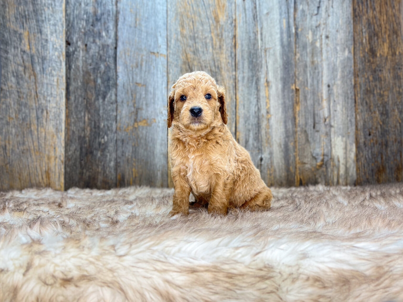 I am just a tiny baby and would love to join your family soon! Of course, you can’t see how cute and curly I will be when I get older, so the Dog Club will send updated photos when I am about 6 to 7 weeks old, if you choose to adopt me. Infant puppy deposits are refundable or transferrable.