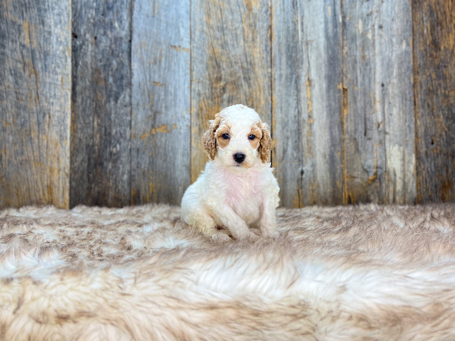 I am just a tiny baby and would love to join your family soon! Of course, you can’t see how cute and curly I will be when I get older, so the Dog Club will send updated photos when I am about 6 to 7 weeks old, if you choose to adopt me. Infant puppy deposits are refundable or transferrable.