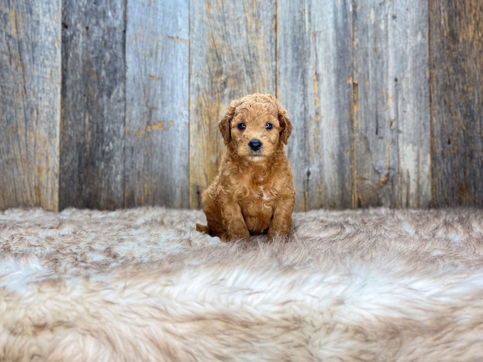 I am just a tiny baby and would love to join your family soon! Of course, you can’t see how cute and curly I will be when I get older, so the Dog Club will send updated photos when I am about 6 to 7 weeks old, if you choose to adopt me. Infant puppy deposits are refundable or transferrable.