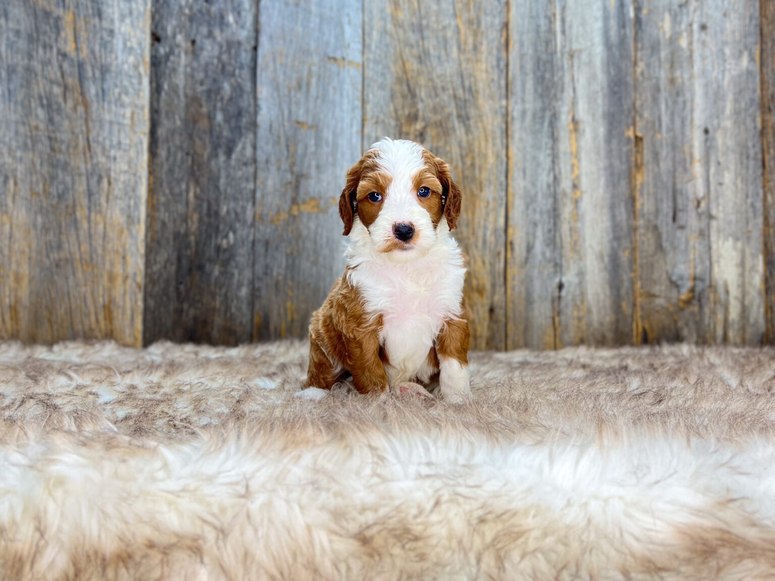 I am just a tiny baby and would love to join your family soon! Of course, you can’t see how cute and curly I will be when I get older, so the Dog Club will send updated photos when I am about 6 to 7 weeks old, if you choose to adopt me. Infant puppy deposits are refundable or transferrable.