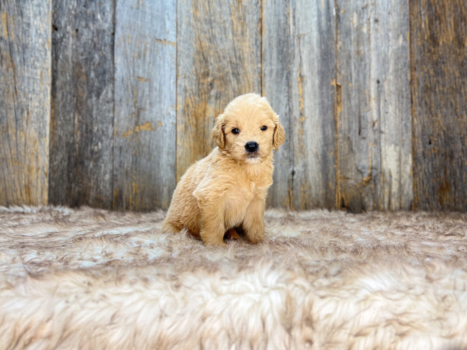 I am just a tiny baby and would love to join your family soon! Of course, you can’t see how cute and curly I will be when I get older, so the Dog Club will send updated photos when I am about 6 to 7 weeks old, if you choose to adopt me. Infant puppy deposits are refundable or transferrable.