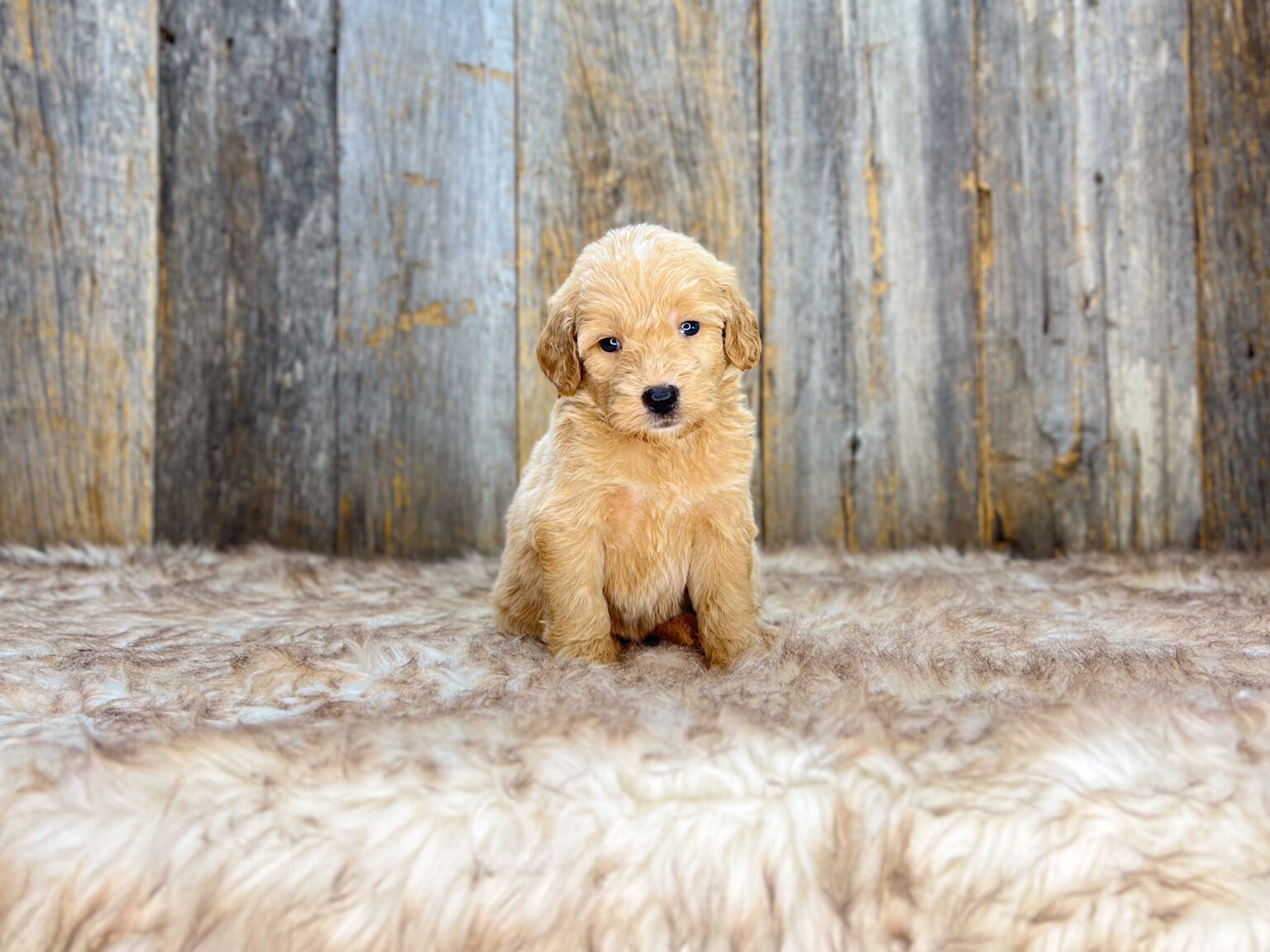 I am just a tiny baby and would love to join your family soon! Of course, you can’t see how cute and curly I will be when I get older, so the Dog Club will send updated photos when I am about 6 to 7 weeks old, if you choose to adopt me. Infant puppy deposits are refundable or transferrable.