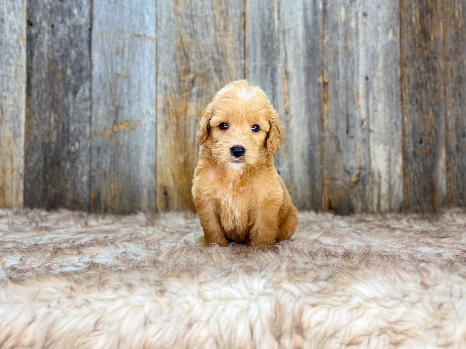 I am just a tiny baby and would love to join your family soon! Of course, you can’t see how cute and curly I will be when I get older, so the Dog Club will send updated photos when I am about 6 to 7 weeks old, if you choose to adopt me. Infant puppy deposits are refundable or transferrable.