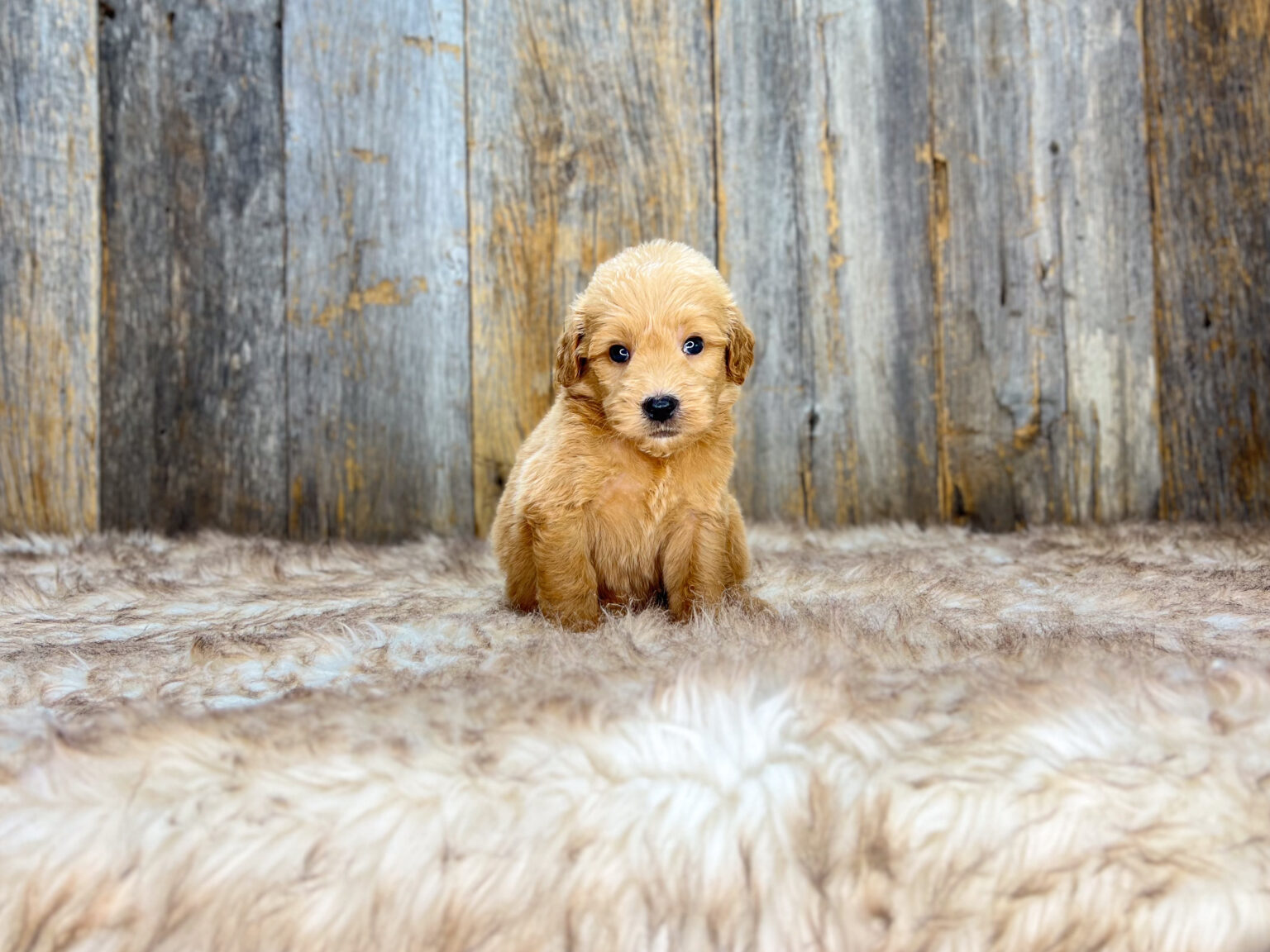 I am just a tiny baby and would love to join your family soon! Of course, you can’t see how cute and curly I will be when I get older, so the Dog Club will send updated photos when I am about 6 to 7 weeks old, if you choose to adopt me. Infant puppy deposits are refundable or transferrable.