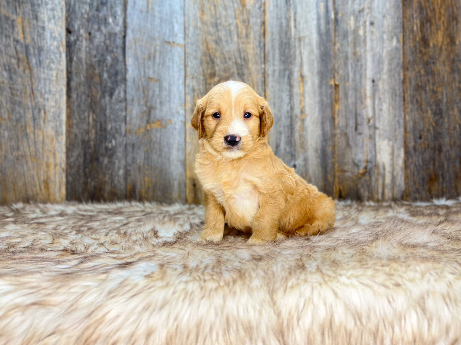 I am just a tiny baby and would love to join your family soon! Of course, you can’t see how cute and curly I will be when I get older, so the Dog Club will send updated photos when I am about 6 to 7 weeks old, if you choose to adopt me. Infant puppy deposits are refundable or transferrable.