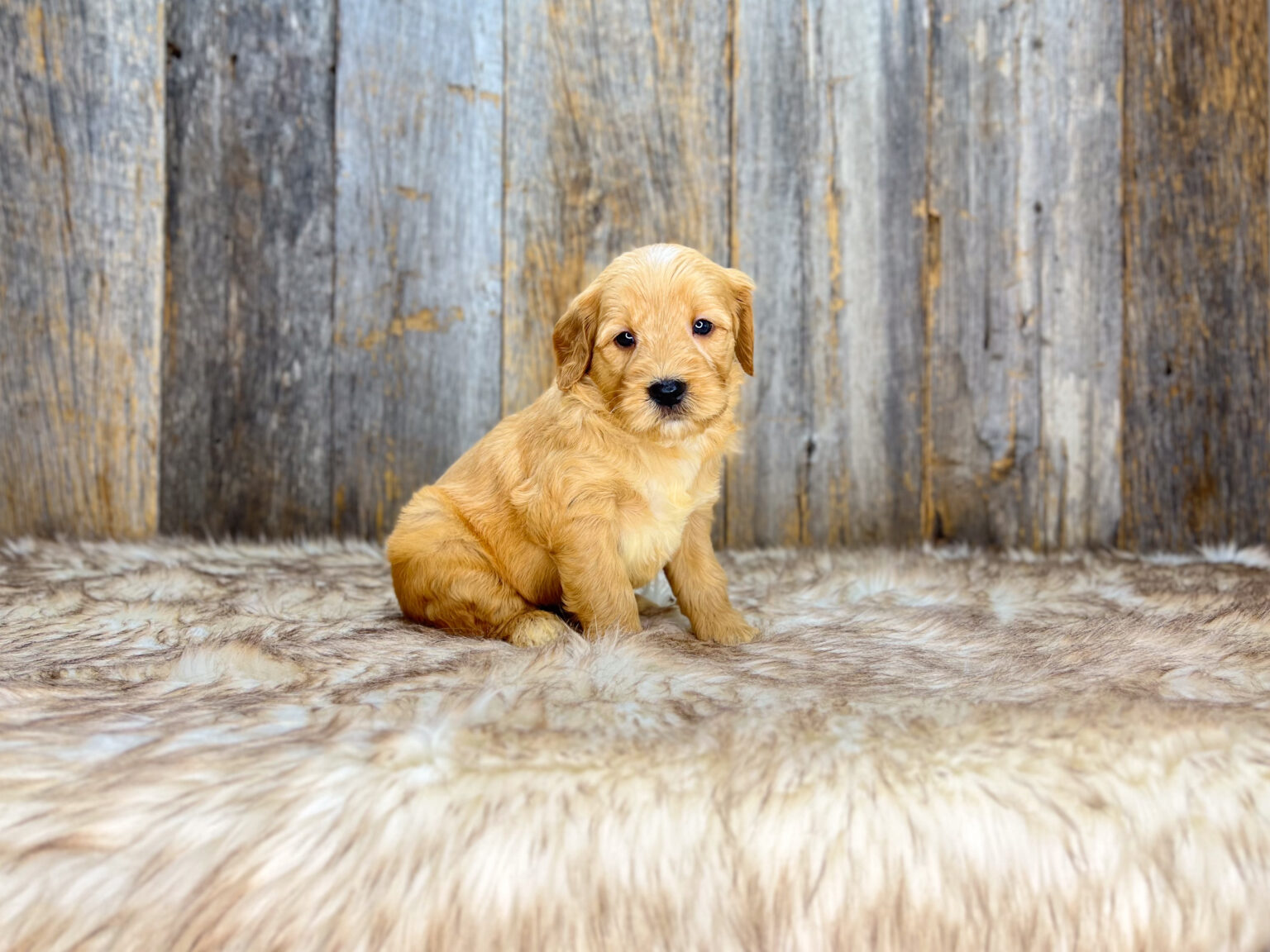 I am just a tiny baby and would love to join your family soon! Of course, you can’t see how cute and curly I will be when I get older, so the Dog Club will send updated photos when I am about 6 to 7 weeks old, if you choose to adopt me. Infant puppy deposits are refundable or transferrable.