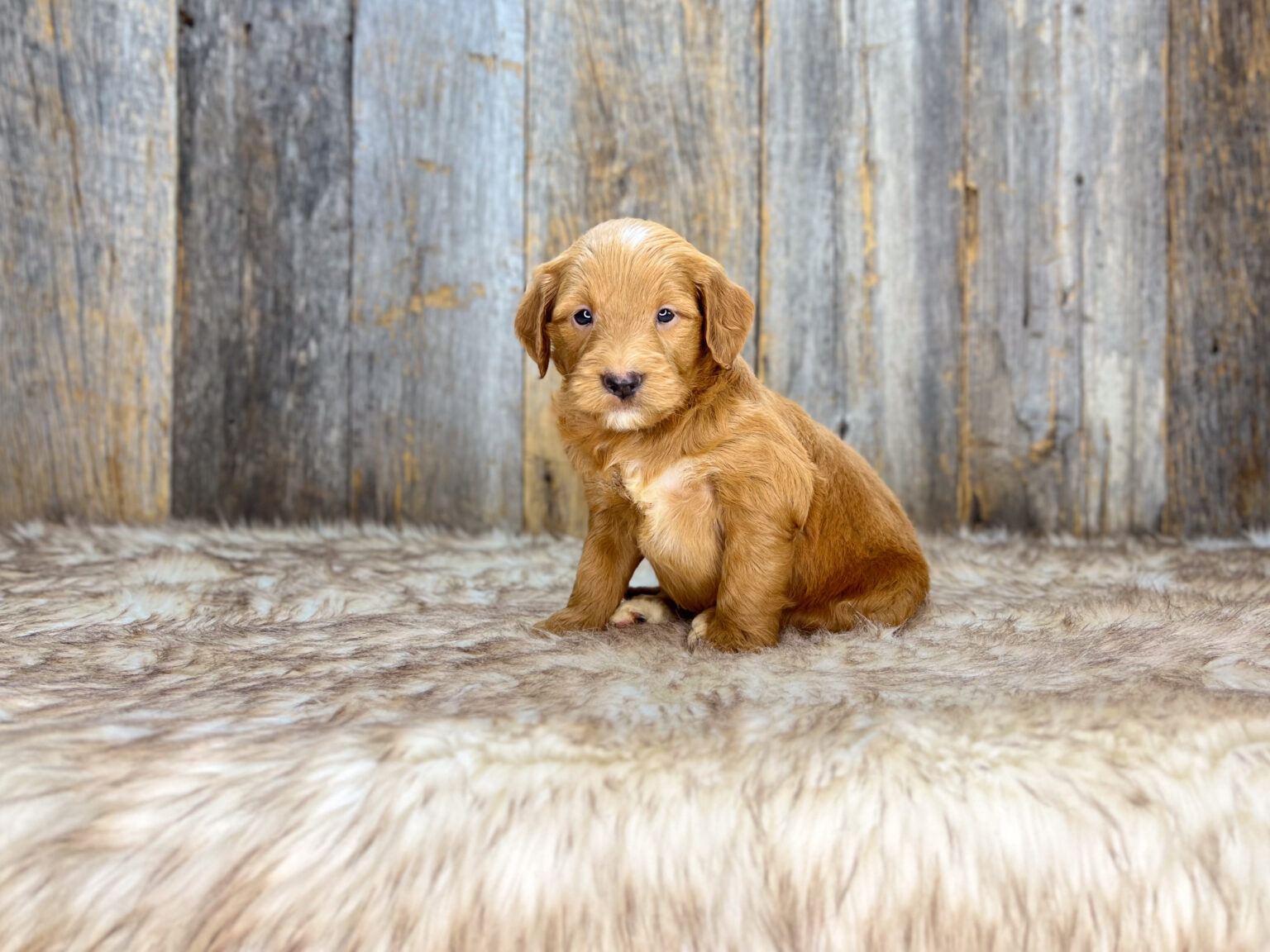 I am just a tiny baby and would love to join your family soon! Of course, you can’t see how cute and curly I will be when I get older, so the Dog Club will send updated photos when I am about 6 to 7 weeks old, if you choose to adopt me. Infant puppy deposits are refundable or transferrable.